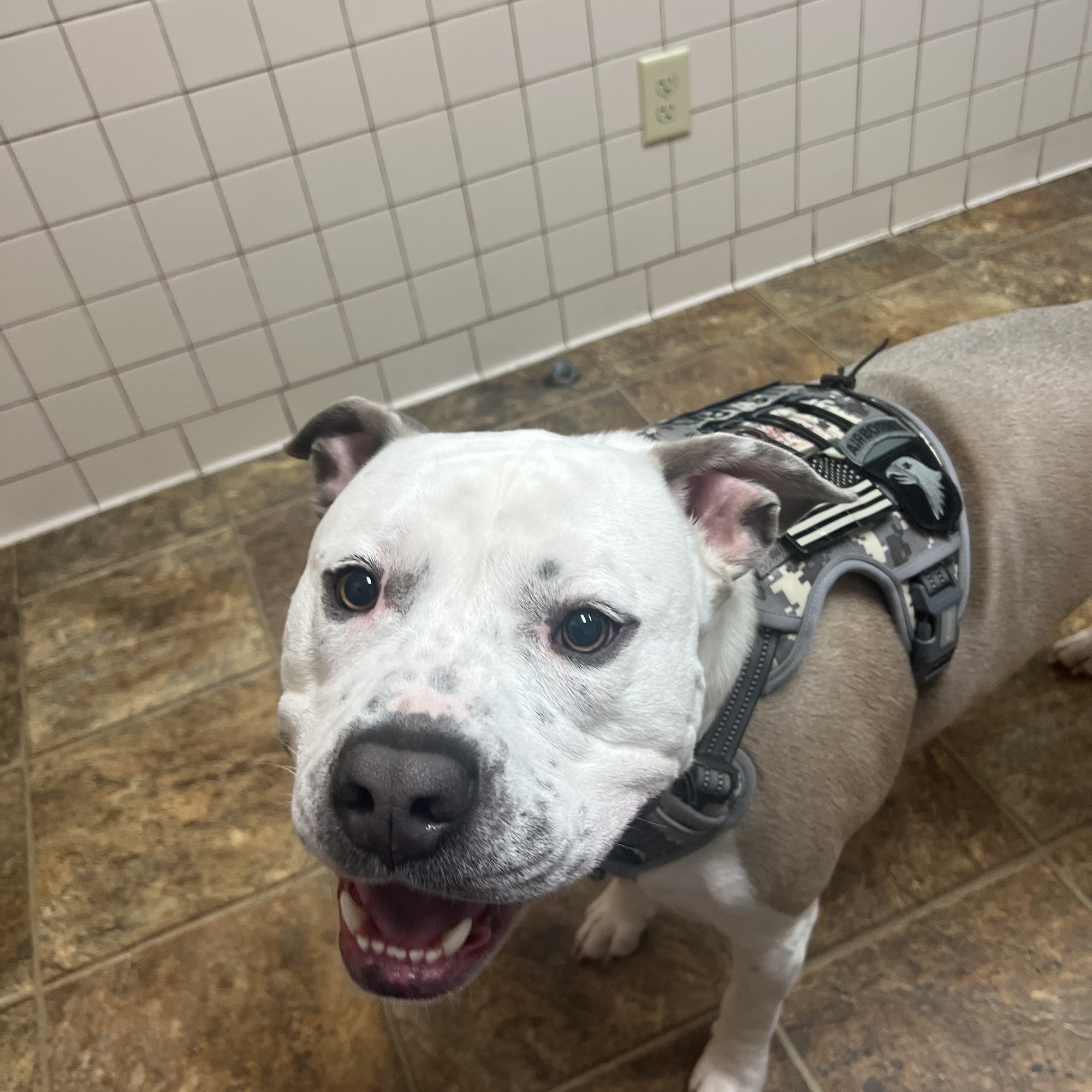 Maury County Veterinary Hospital: Threadgill C J DVM Columbia