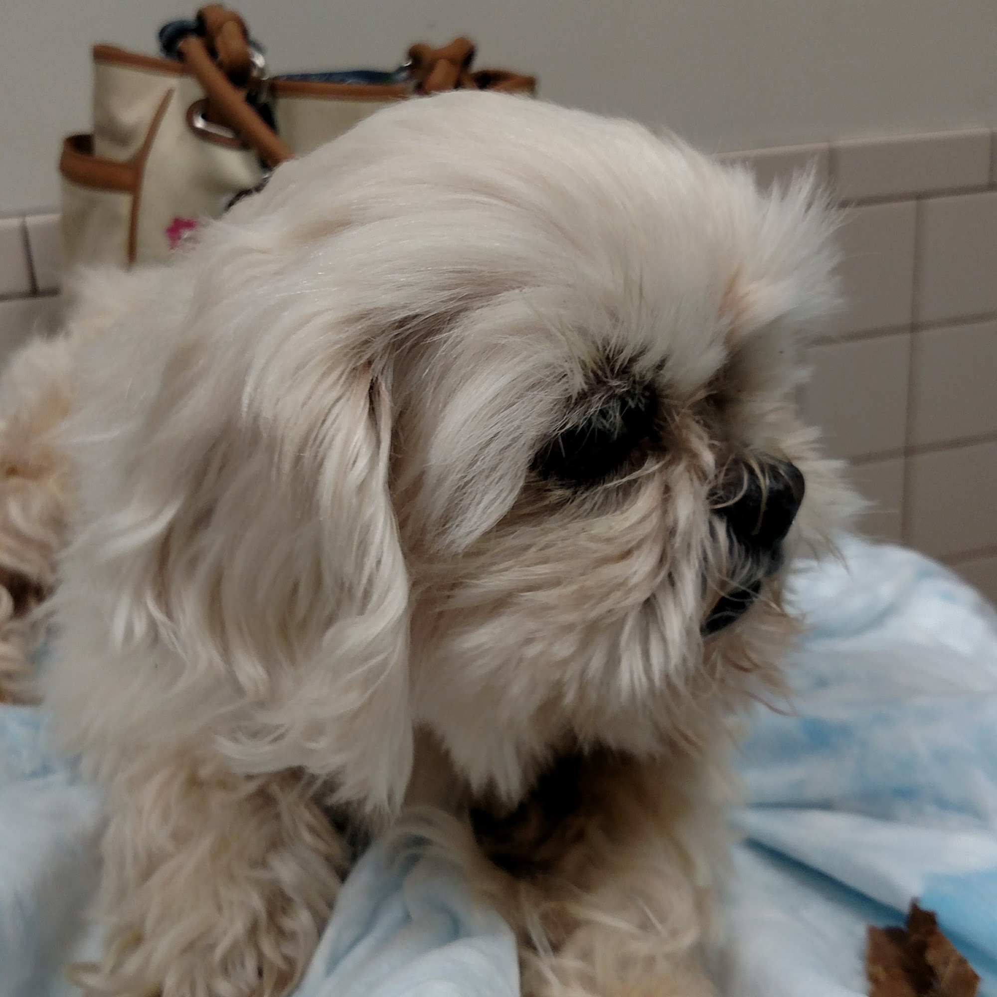 Maury County Veterinary Hospital Columbia