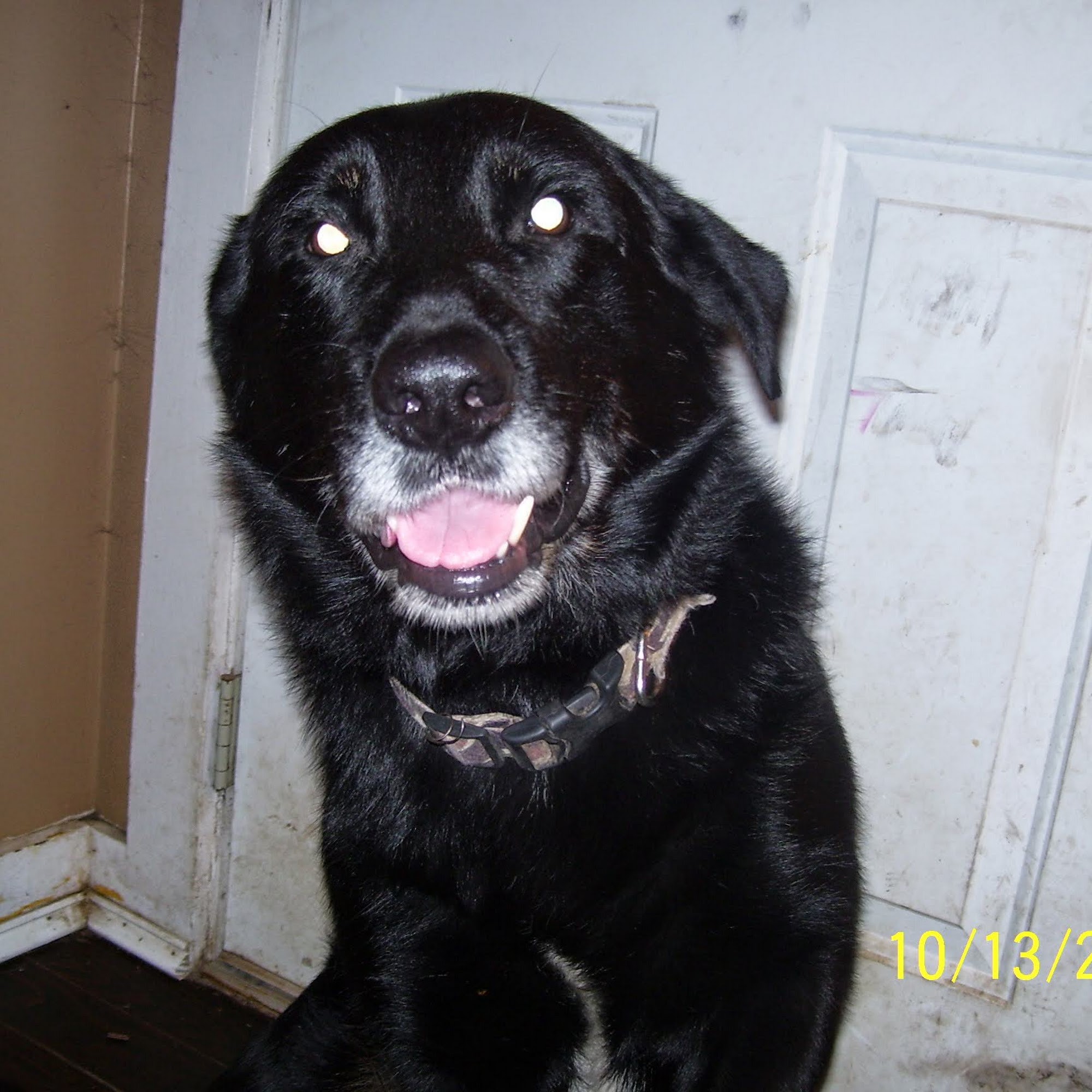 Columbia Hospital For Animals: Vaughn Joshua A DVM Columbia