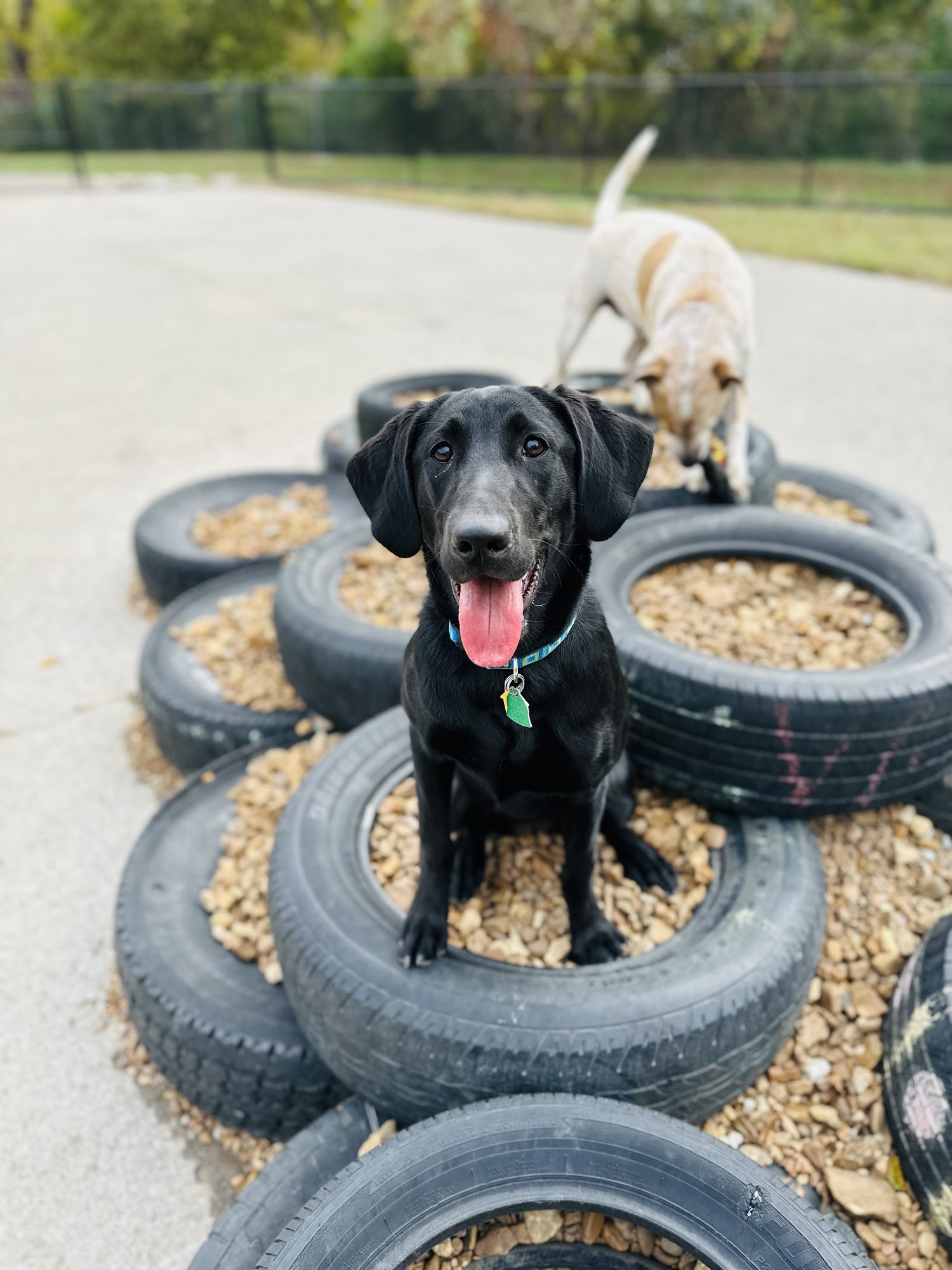 Paws on the Duck Columbia