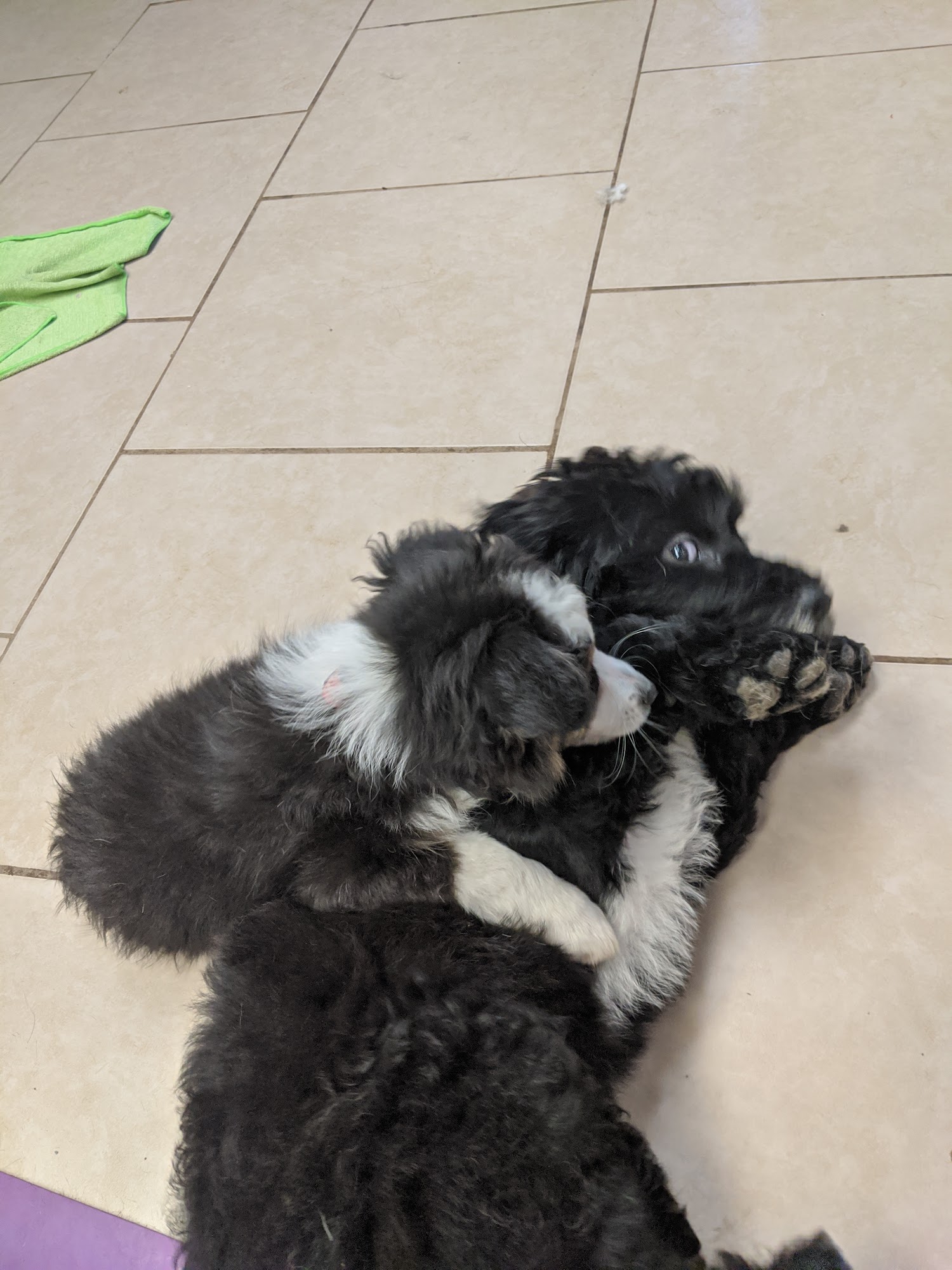 Bow Wow Dog Spa Columbia