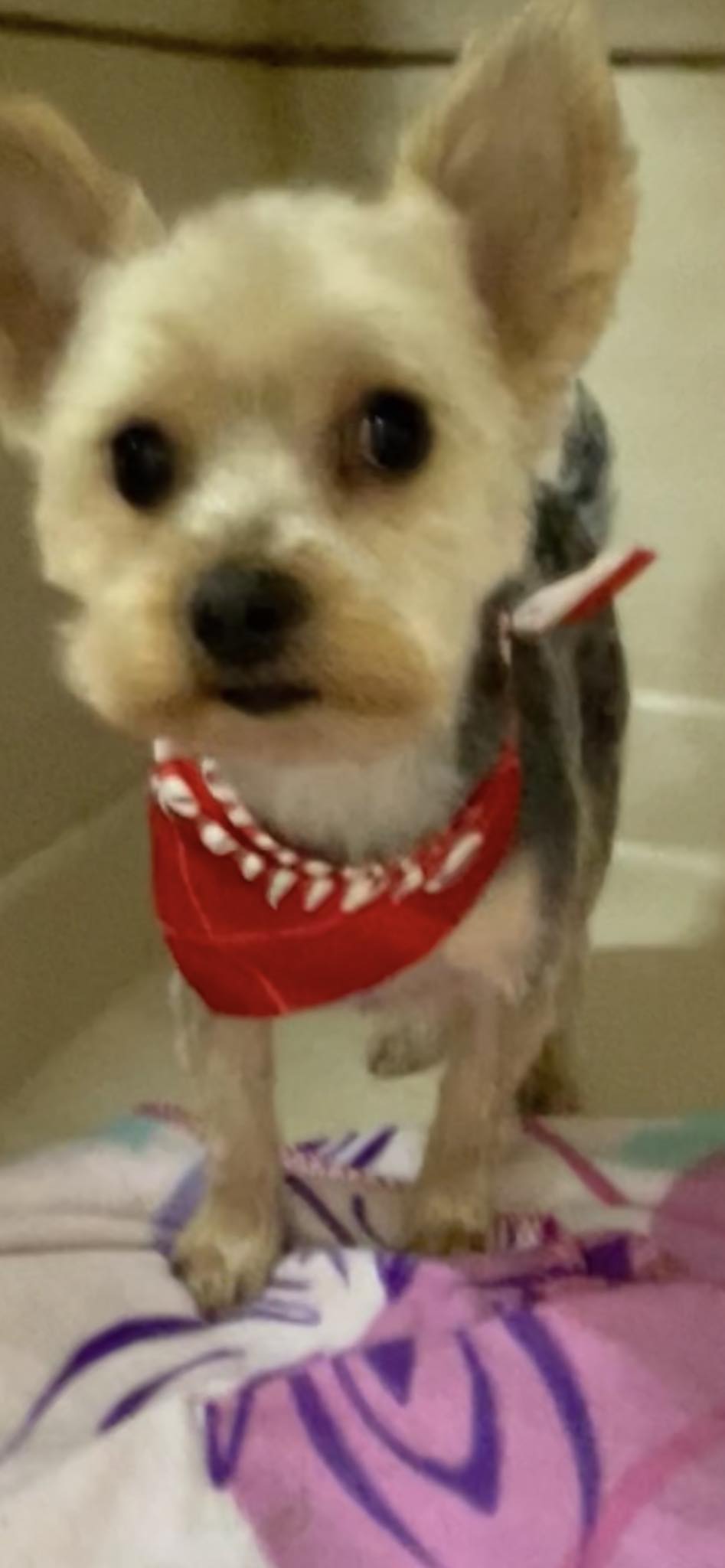 Bear Creek Boarding Training Columbia