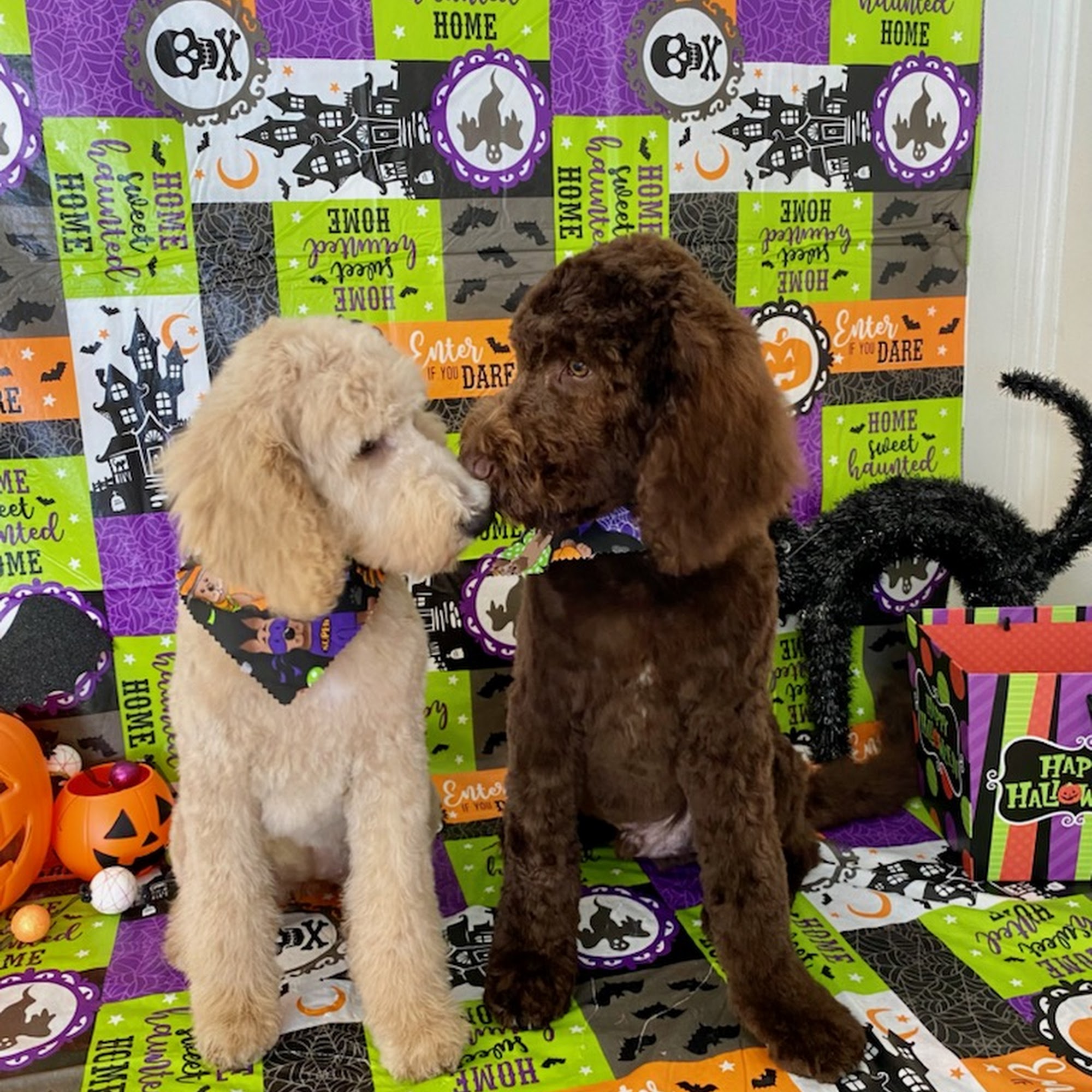 Howdy Puppy Pet Salon Columbia