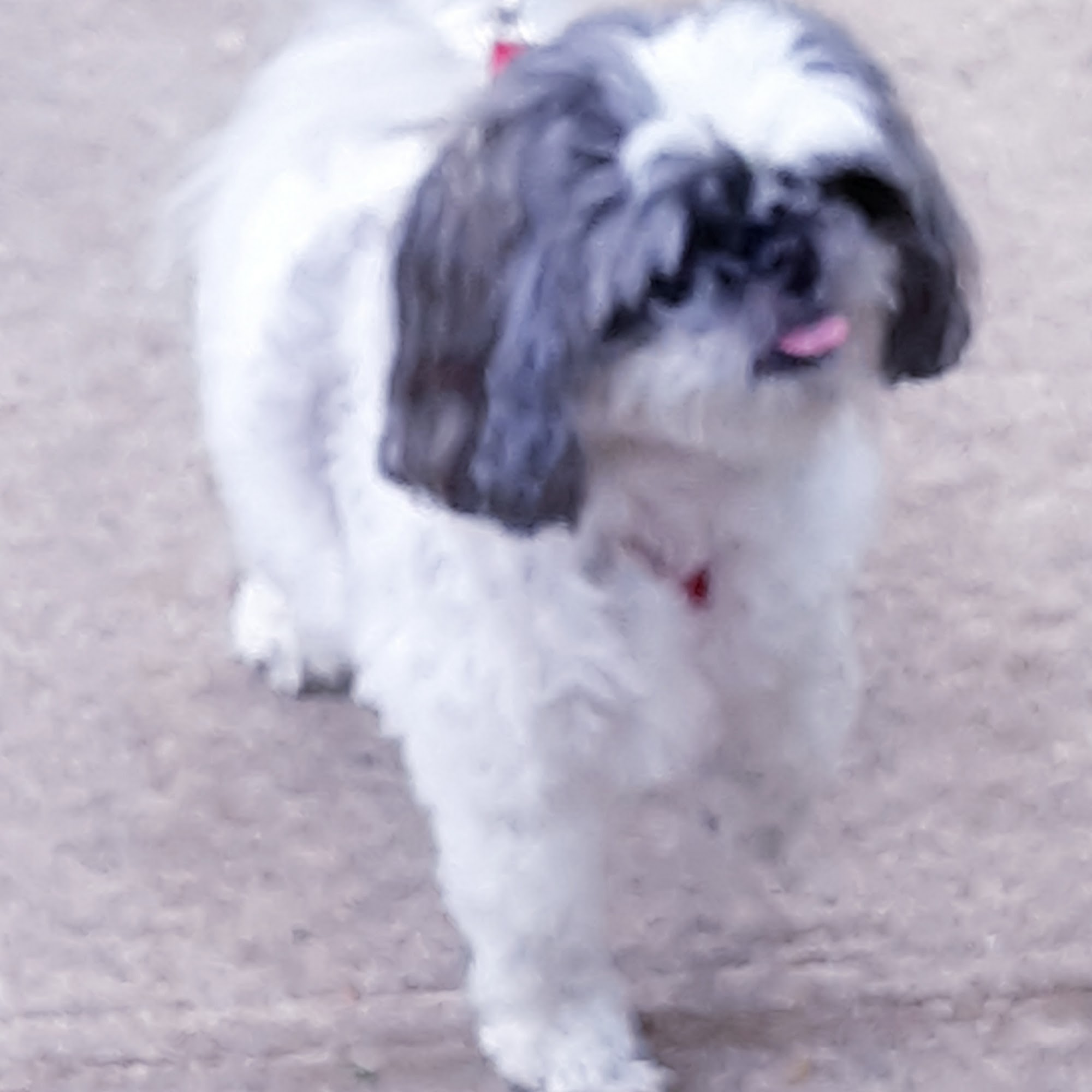 Furry Children Dog Grooming