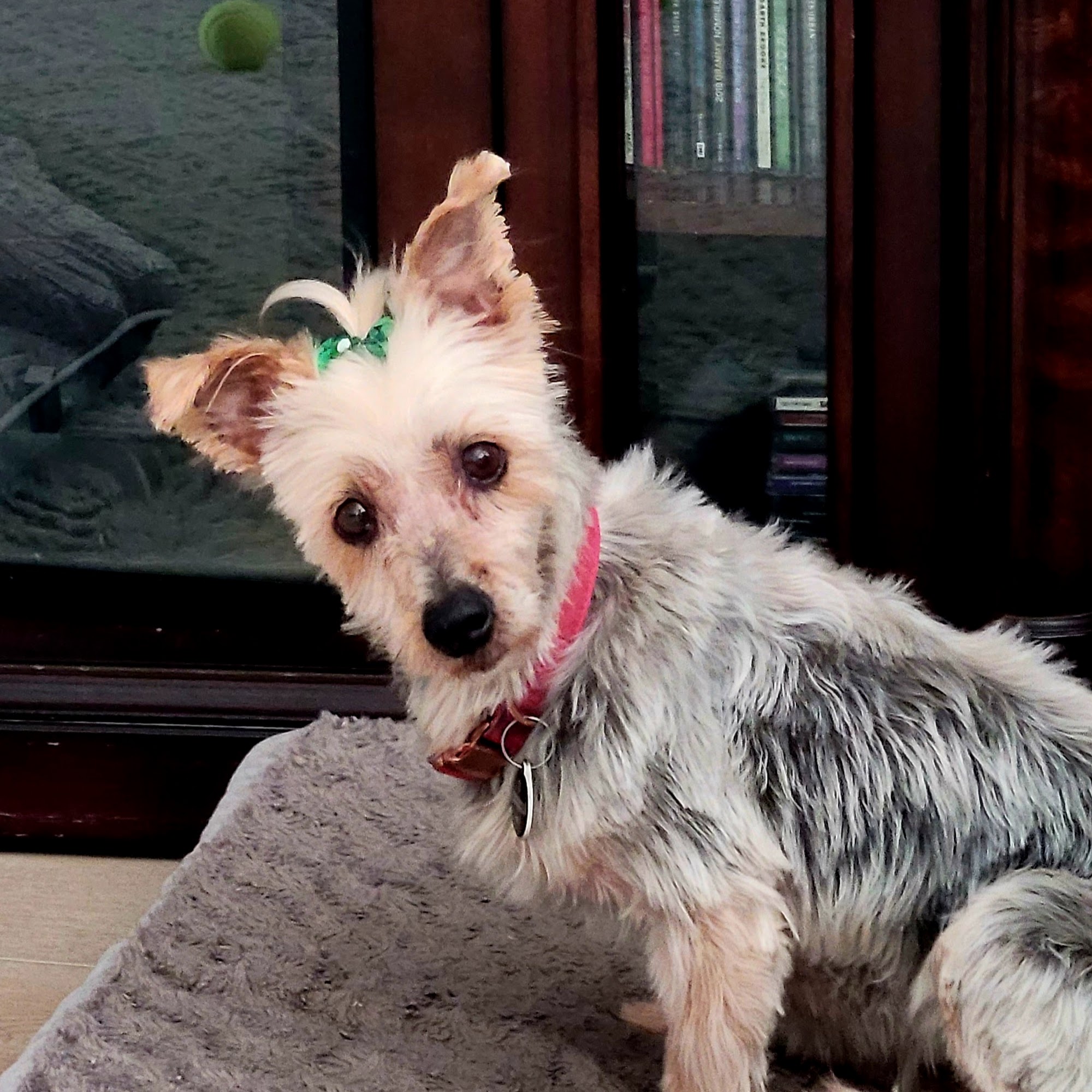 Furry Children Dog Grooming