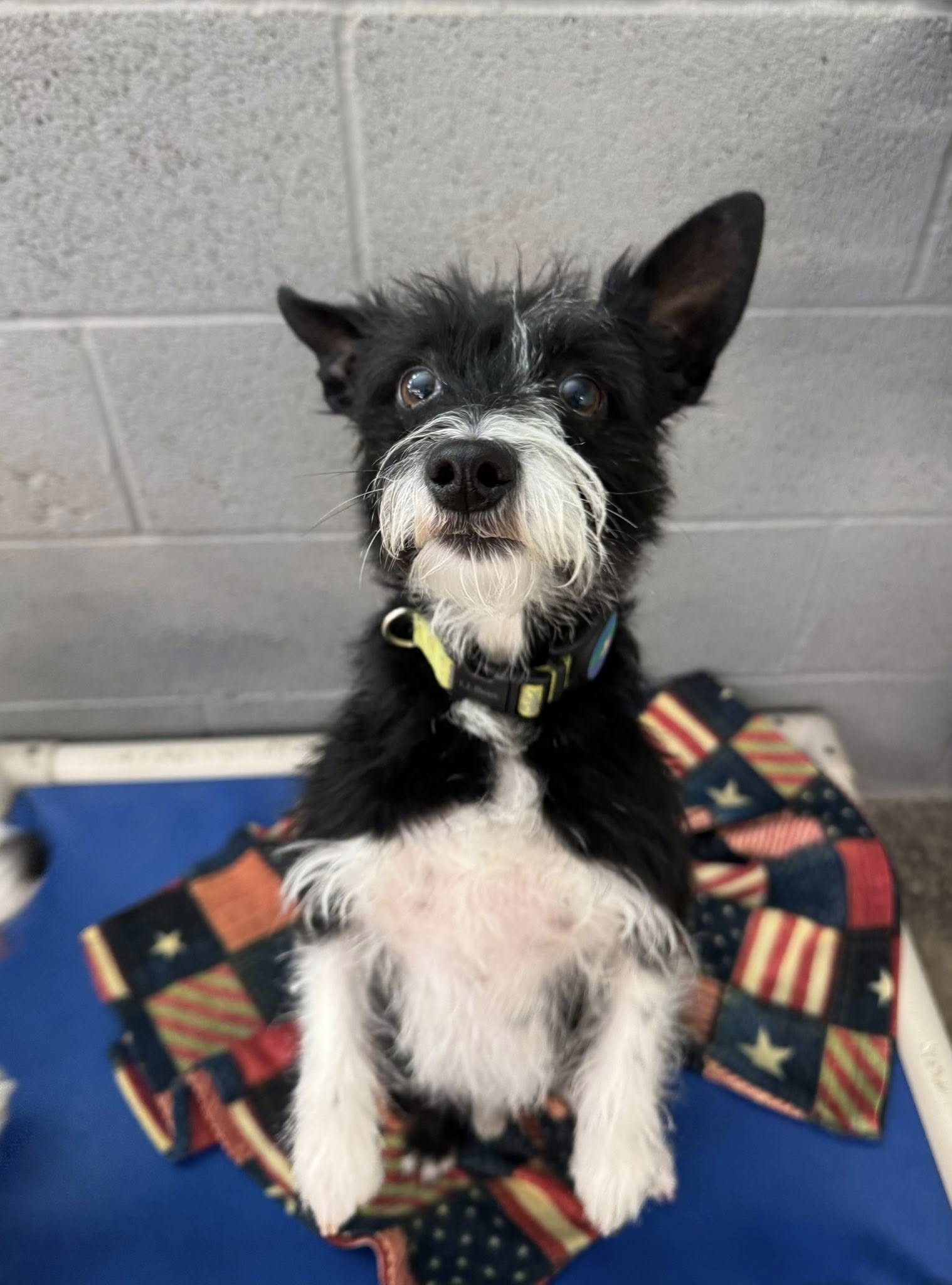 Copyright Pet Resort Cookeville