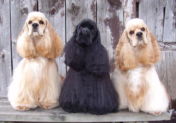 Cumberland Pet Essentials Cookeville