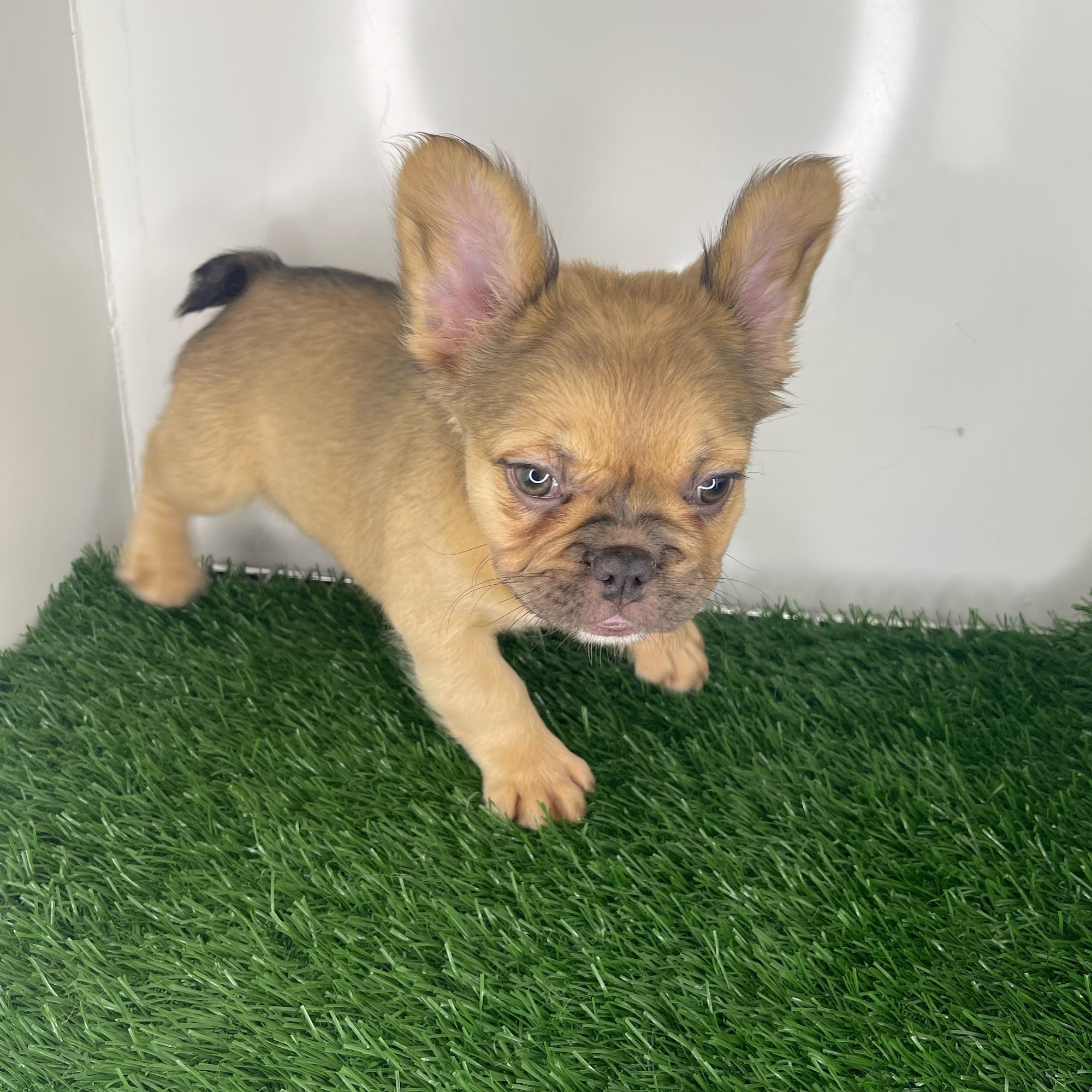 Puppy Dreams - Memphis Cordova