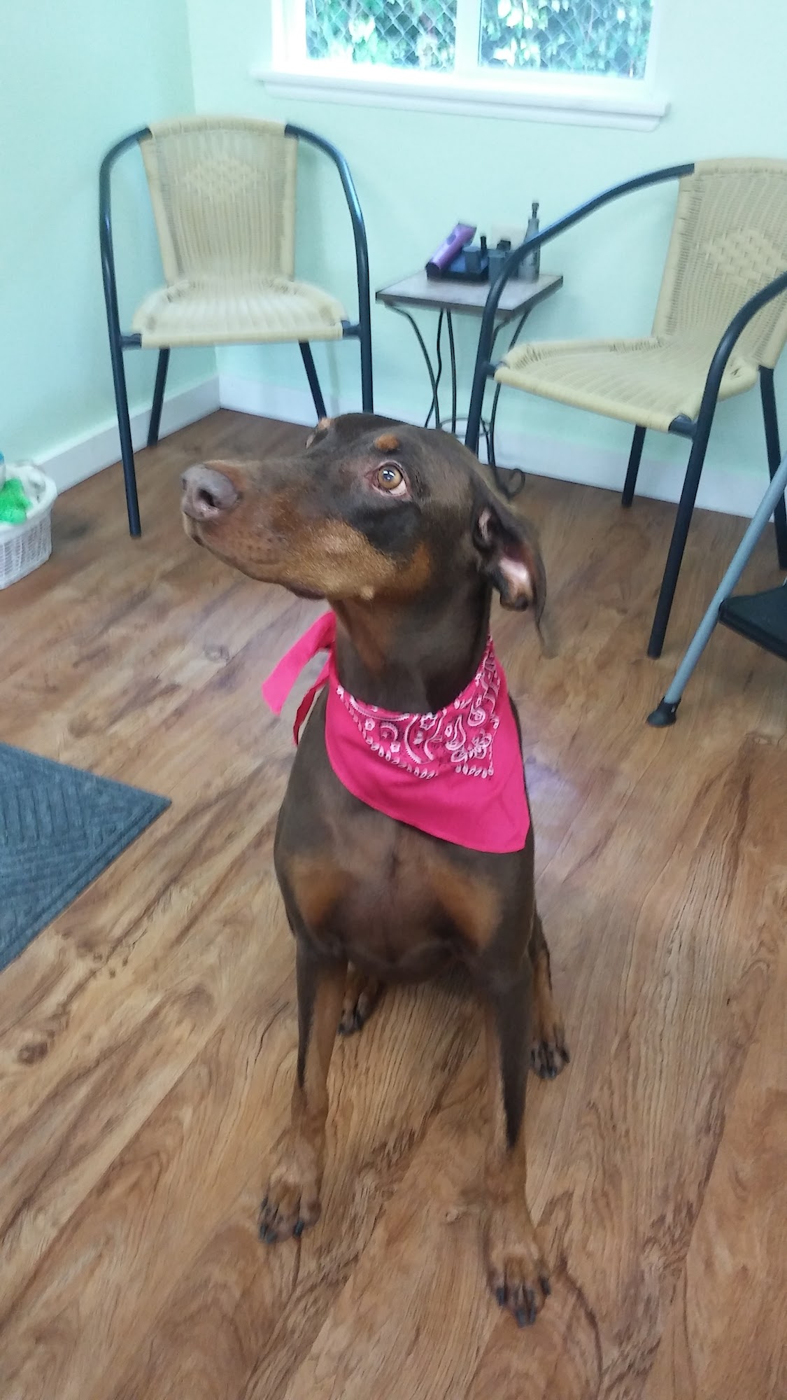 Kathy's K9 Services Crossville