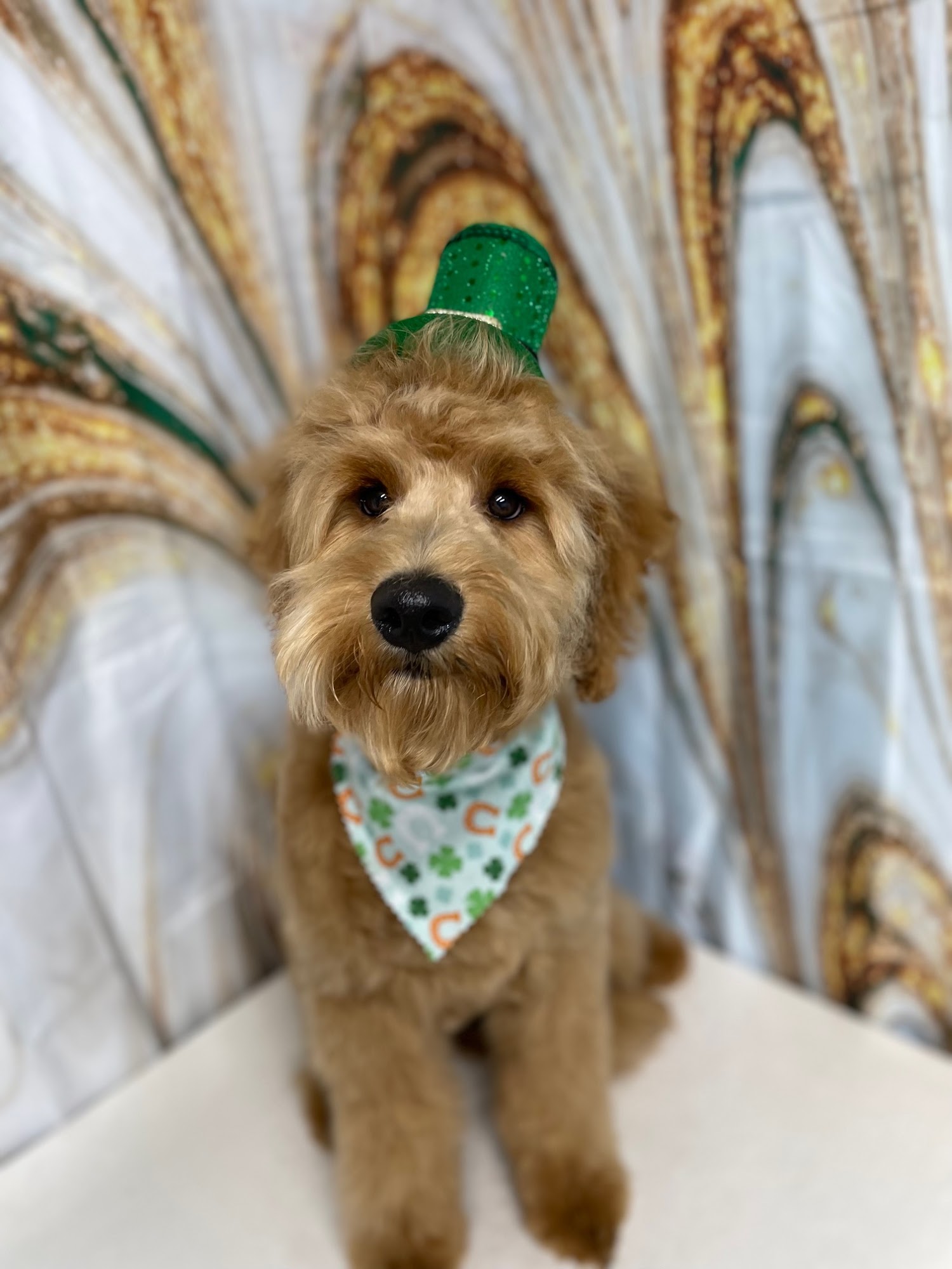 The Pet Spa Crossville