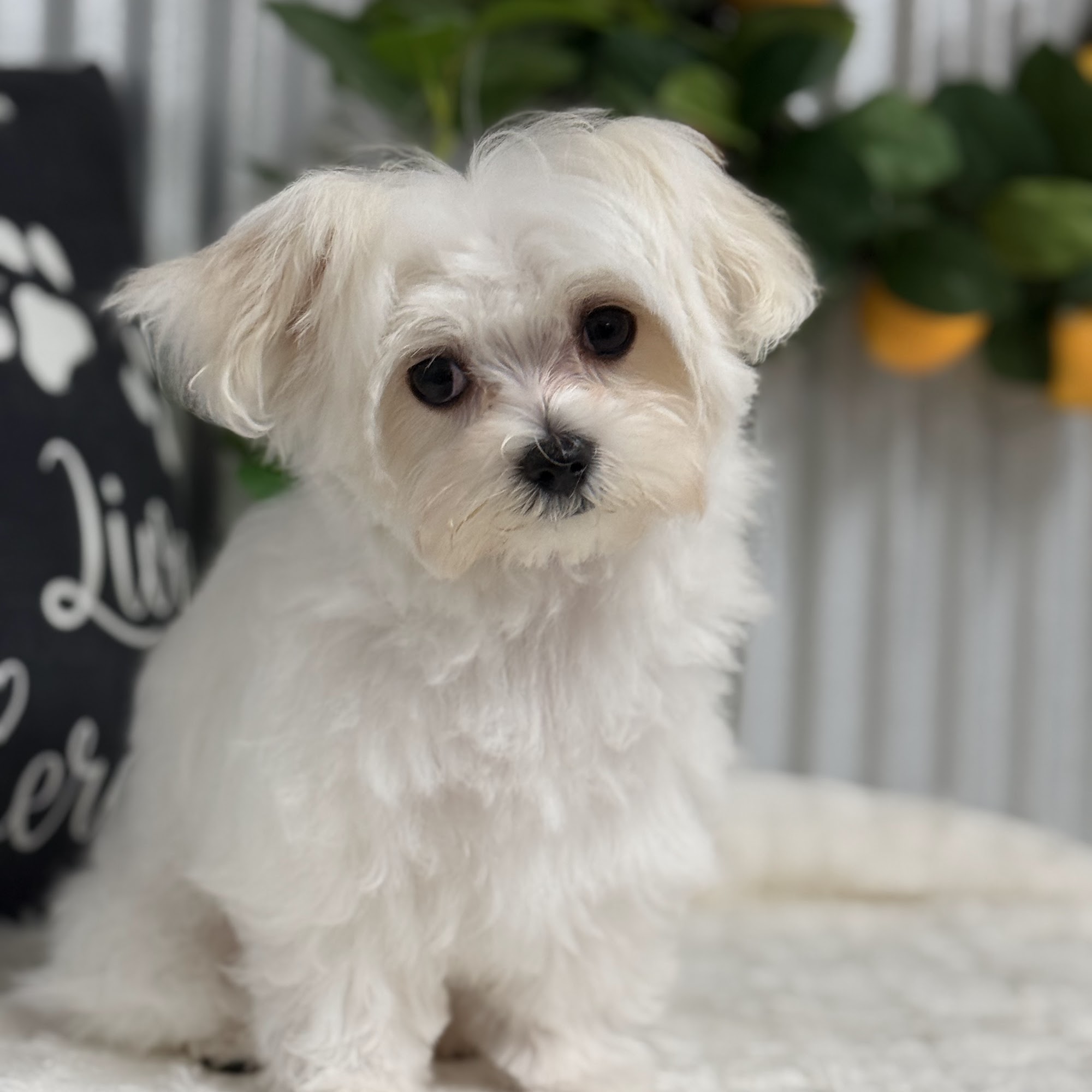 Pj's Grooming Crossville