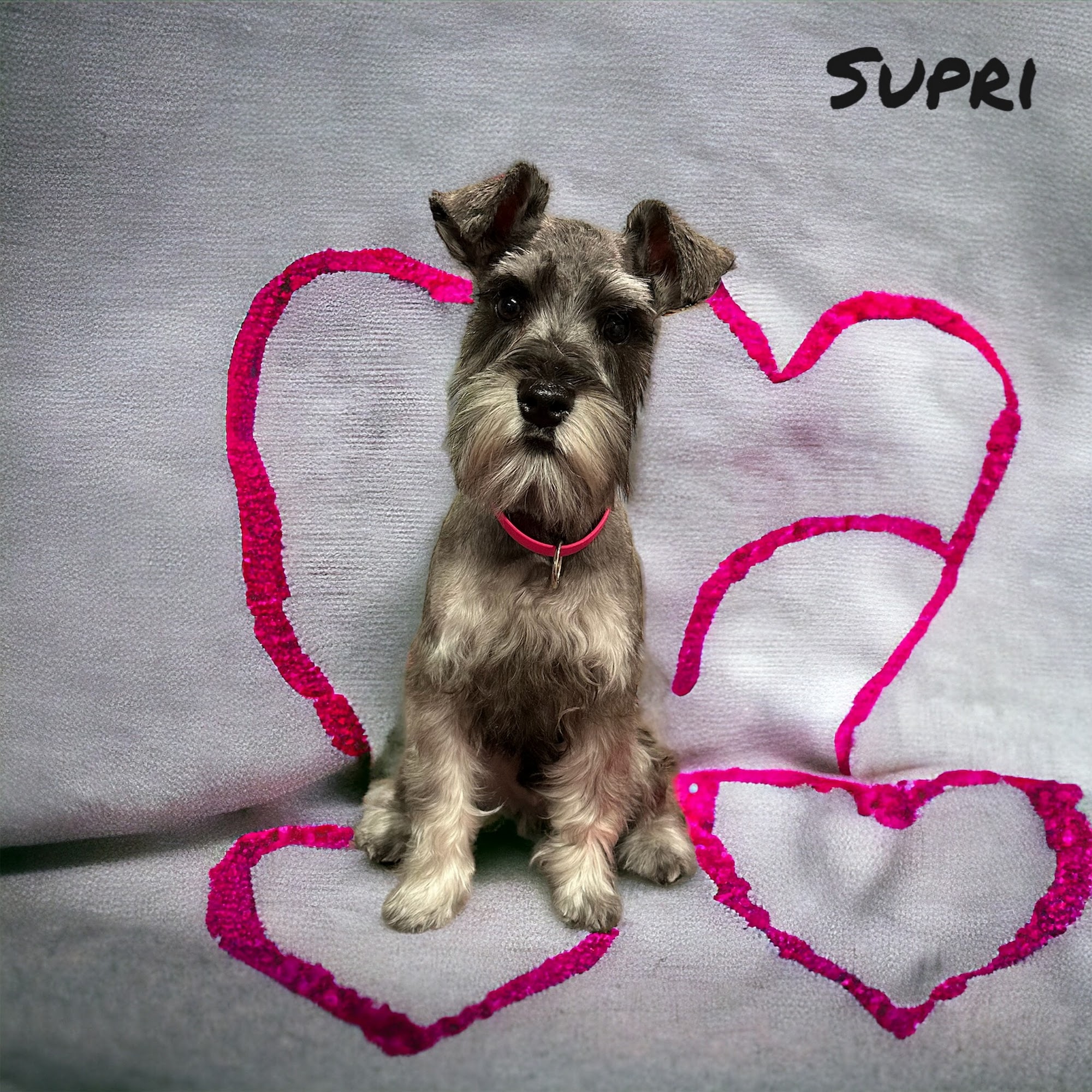 Scruffy Pup Pet Stylin'