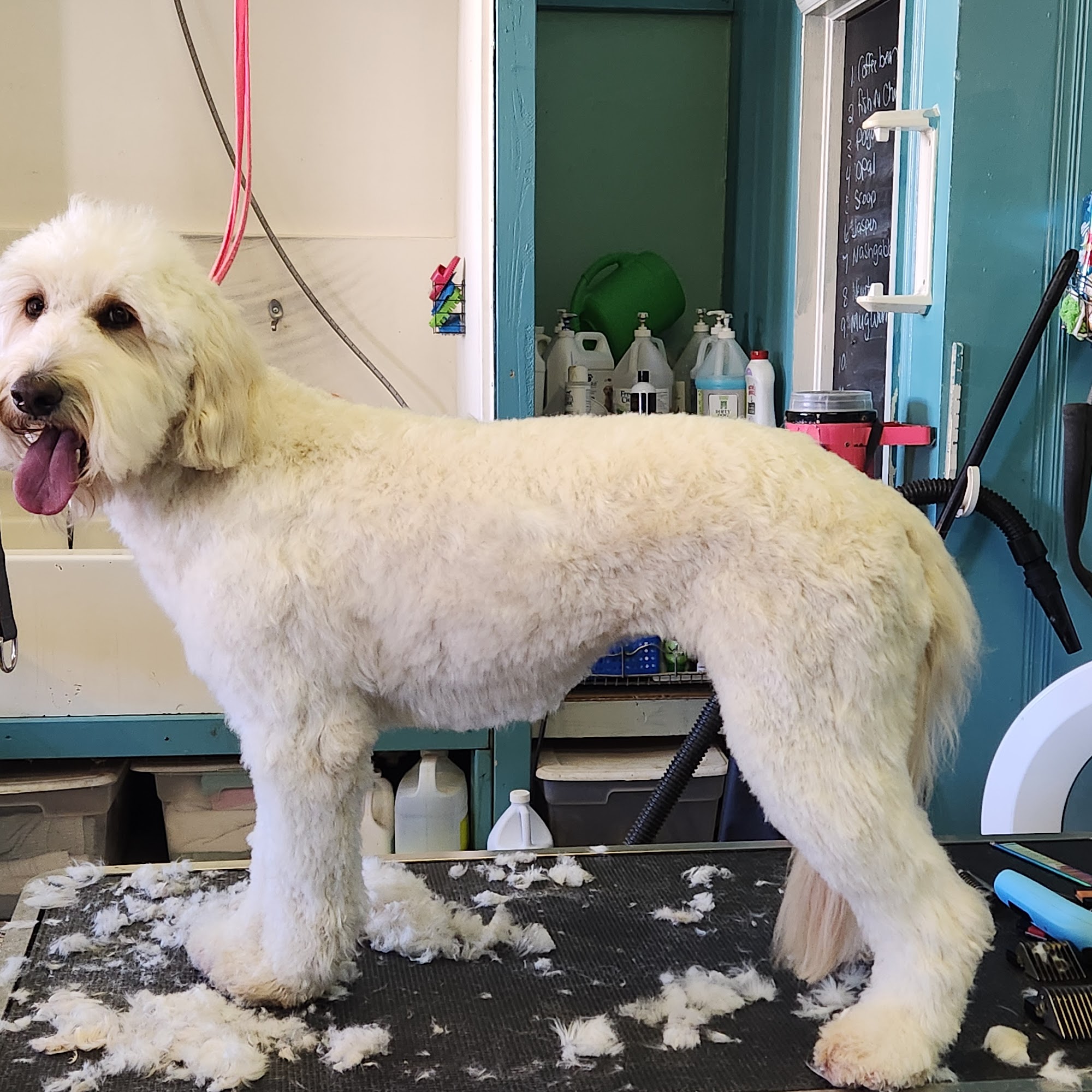 Central Bark Dog Grooming Crossville