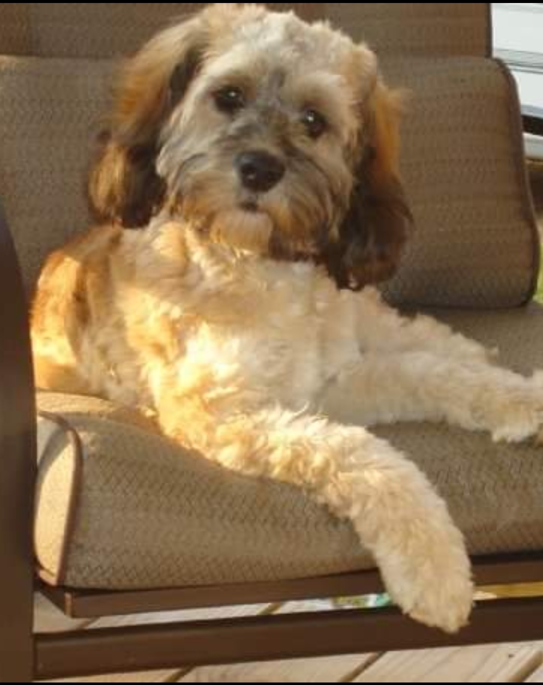 Central Bark Dog Grooming Crossville