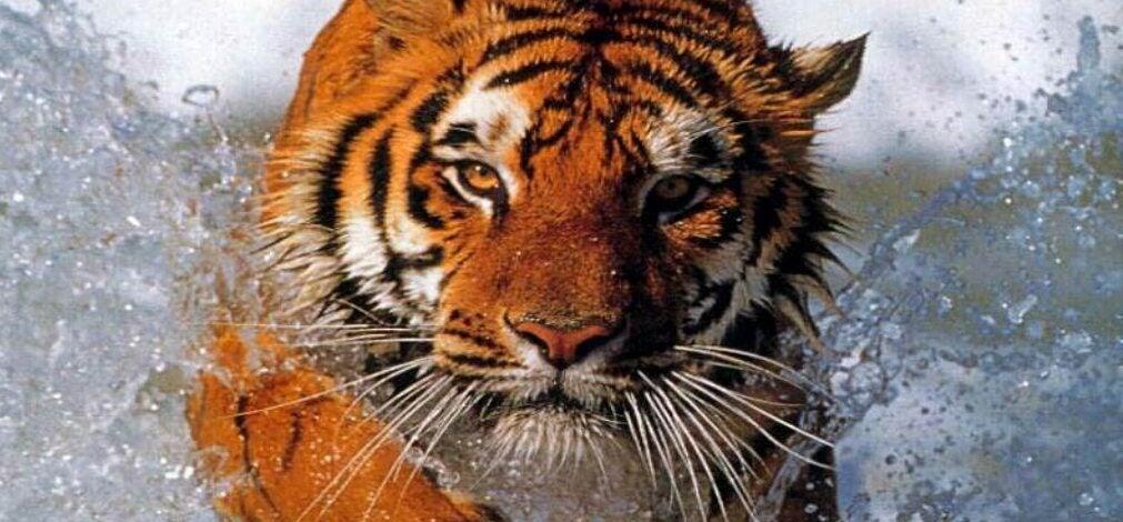 Weichert Realtors-Tiger Real Estate
