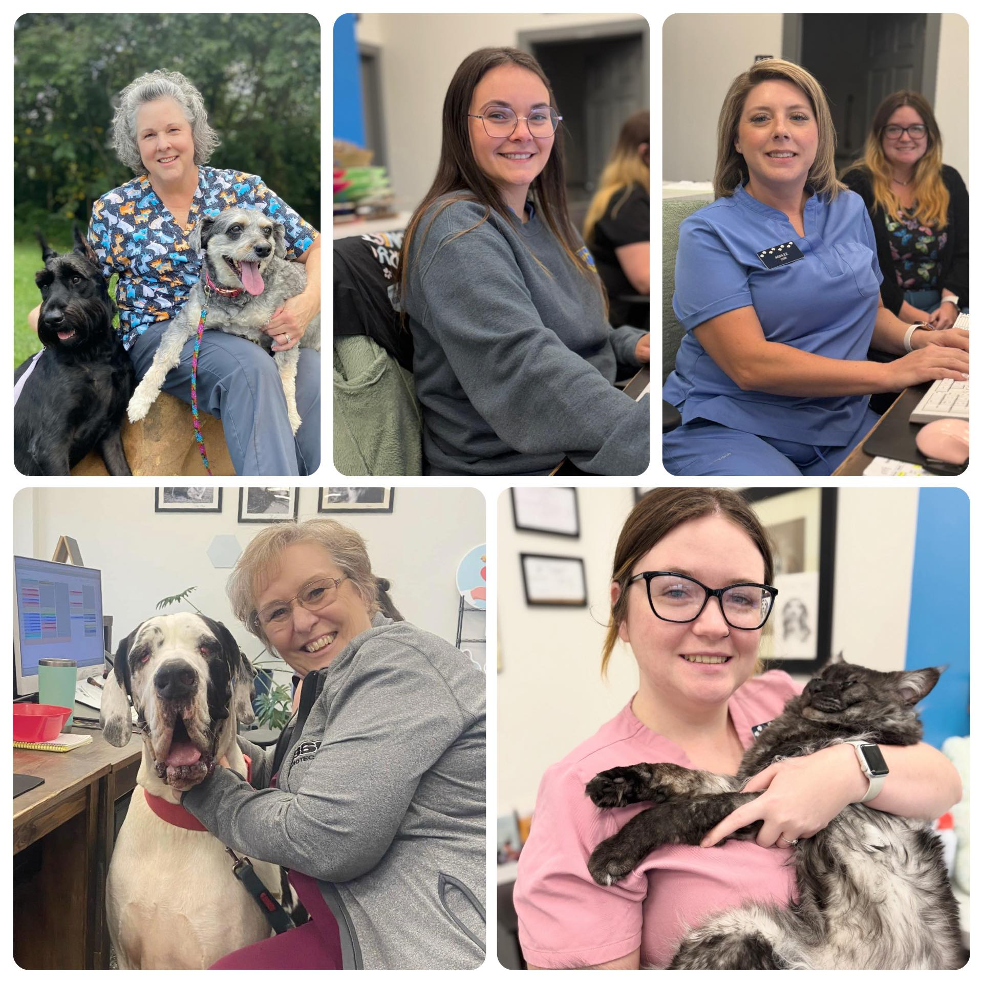 Dandridge Animal Hospital Dandridge