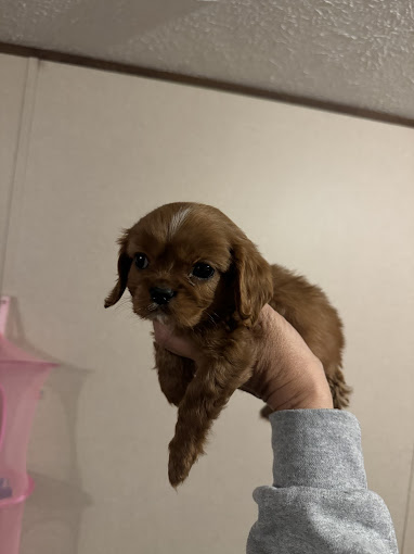 Humane Society of Jefferson County Dandridge