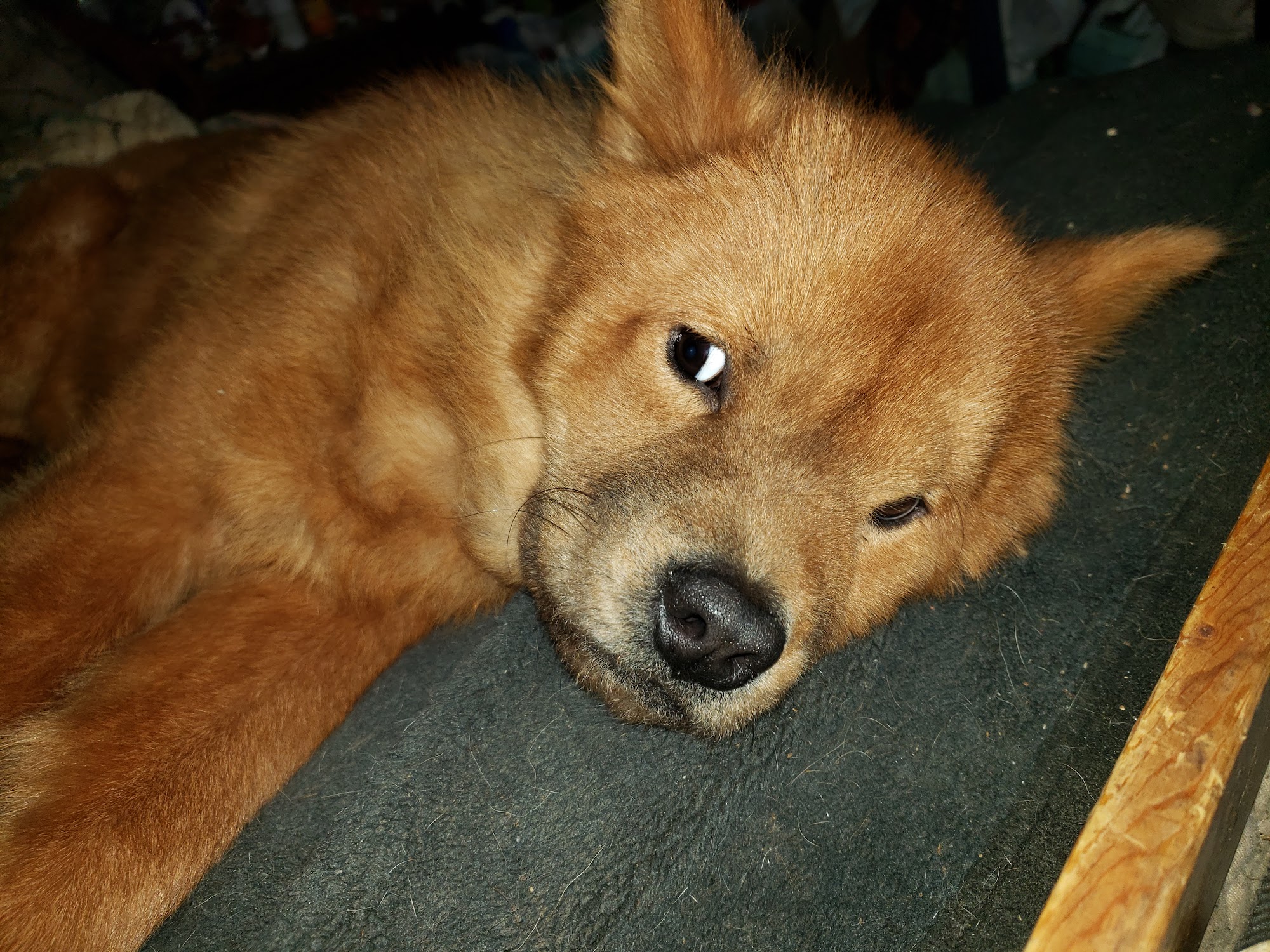 Ruffin' It Grooming Dayton