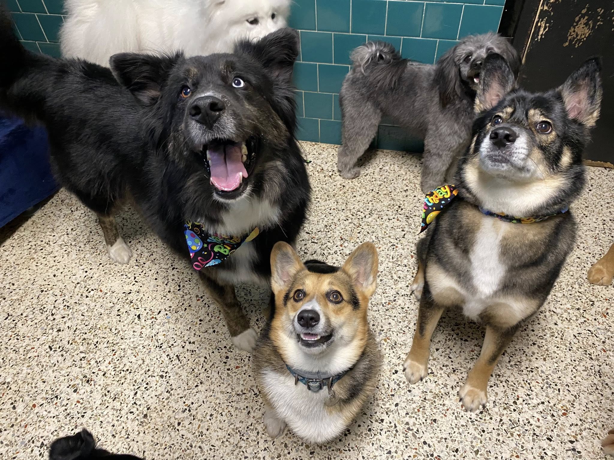 Bubbles & Bows Decherd