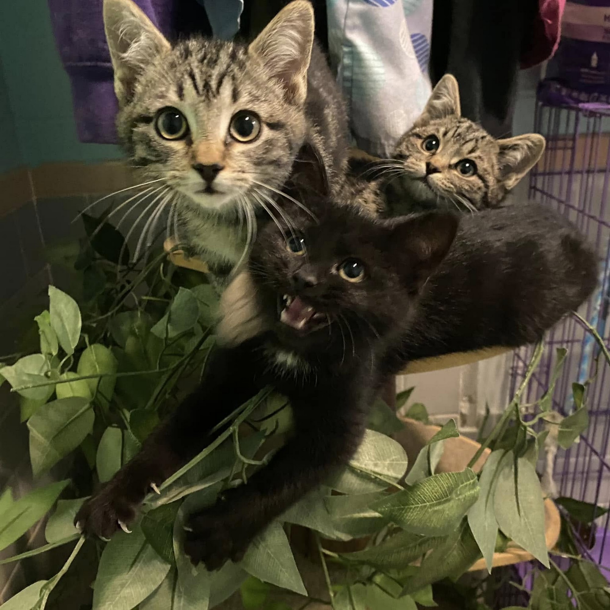 Bubbles & Bows Decherd