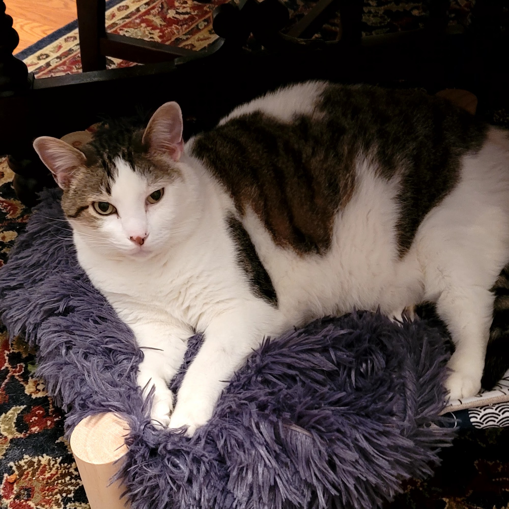 All Animals Veterinary Hospital Dickson