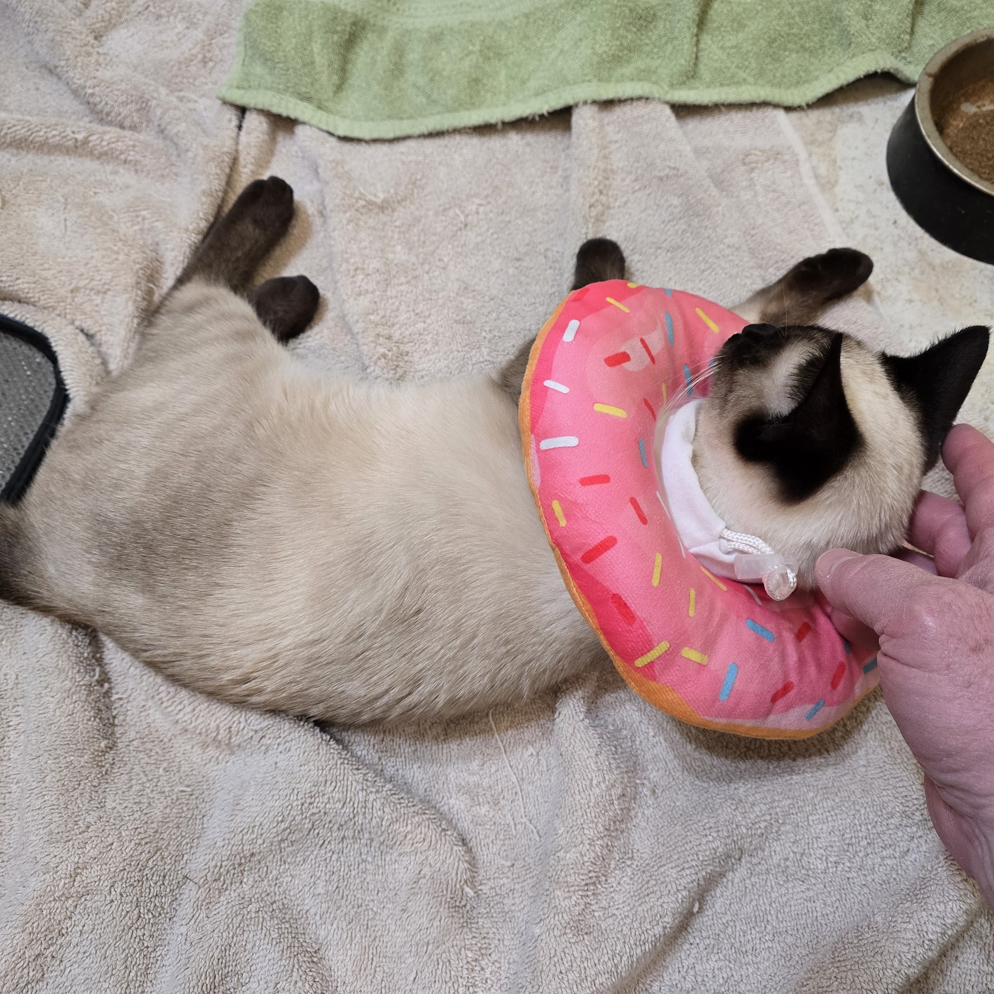 Brannan John M DVM Dickson