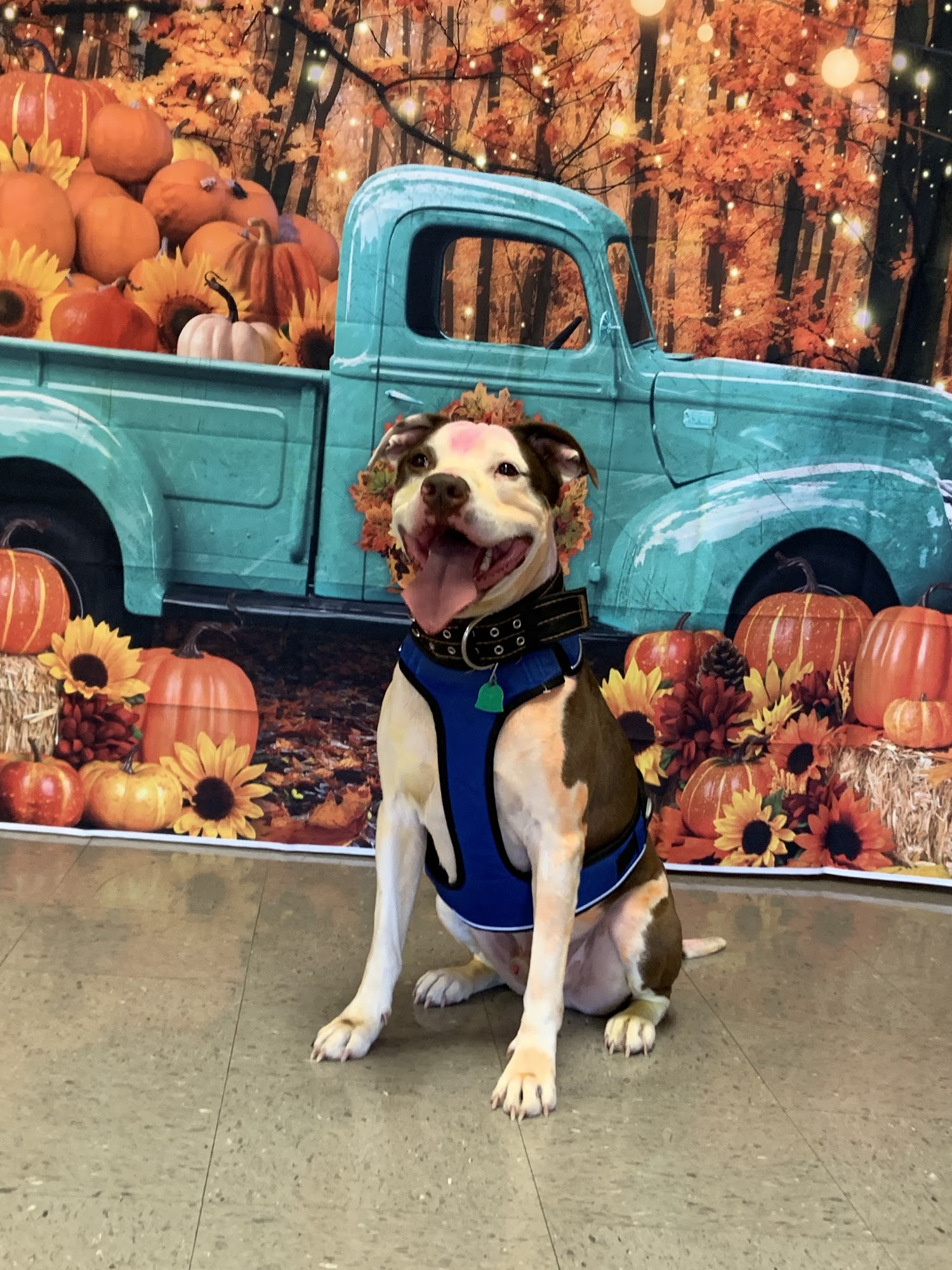 North Stewart Veterinary Clinic Dover