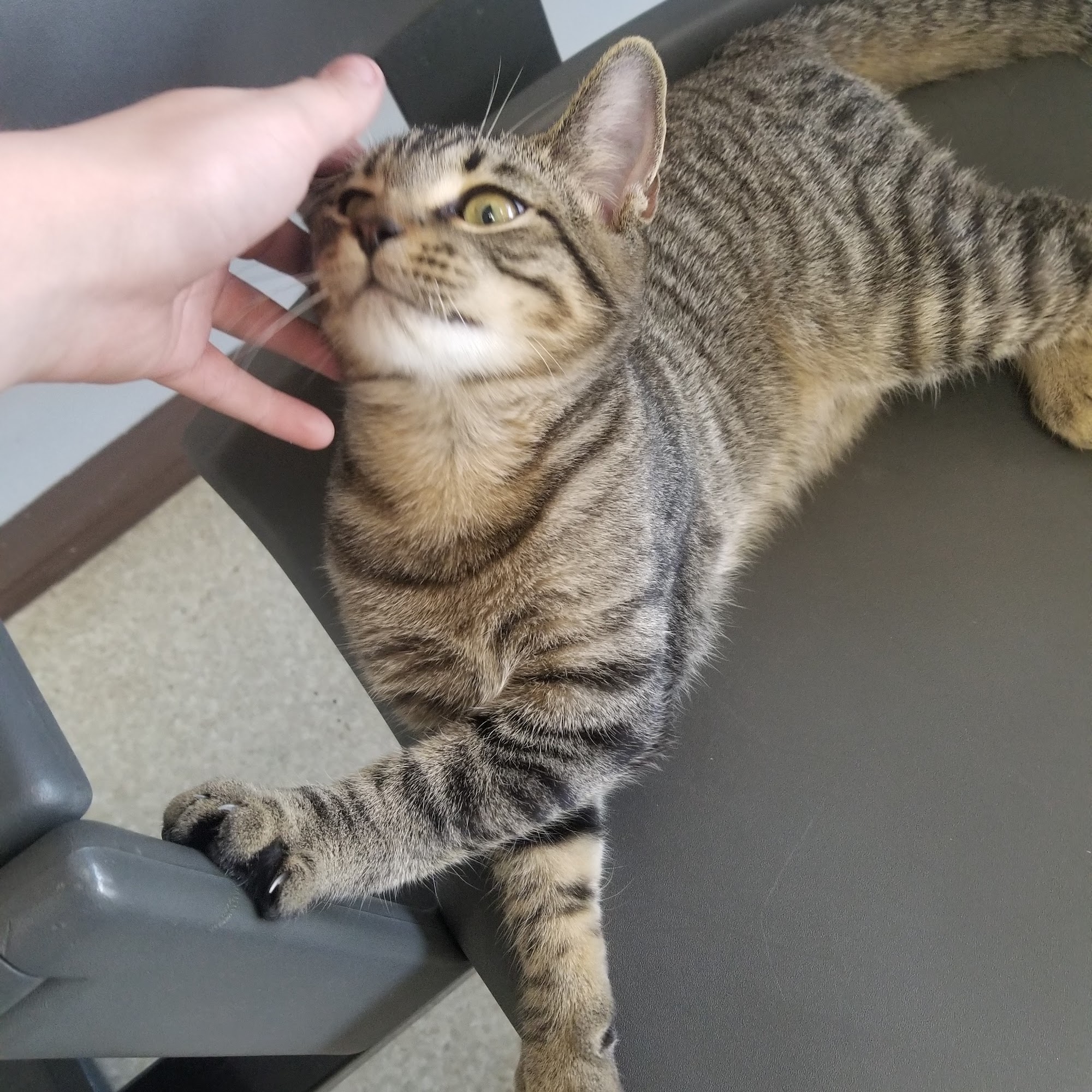 Northwest Tennessee Veterinary Services Dresden