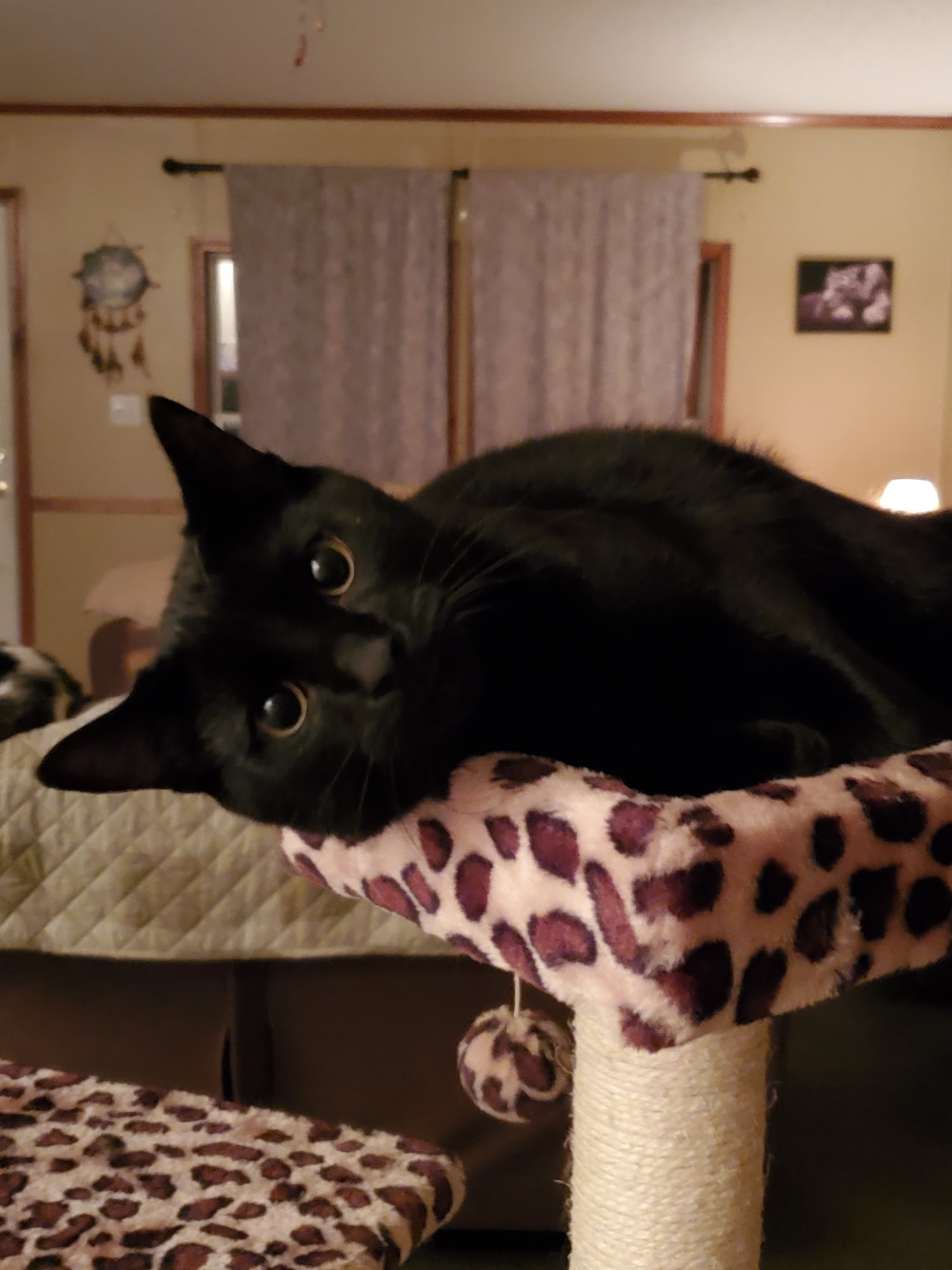 Mountain Top Veterinary Services Dunlap