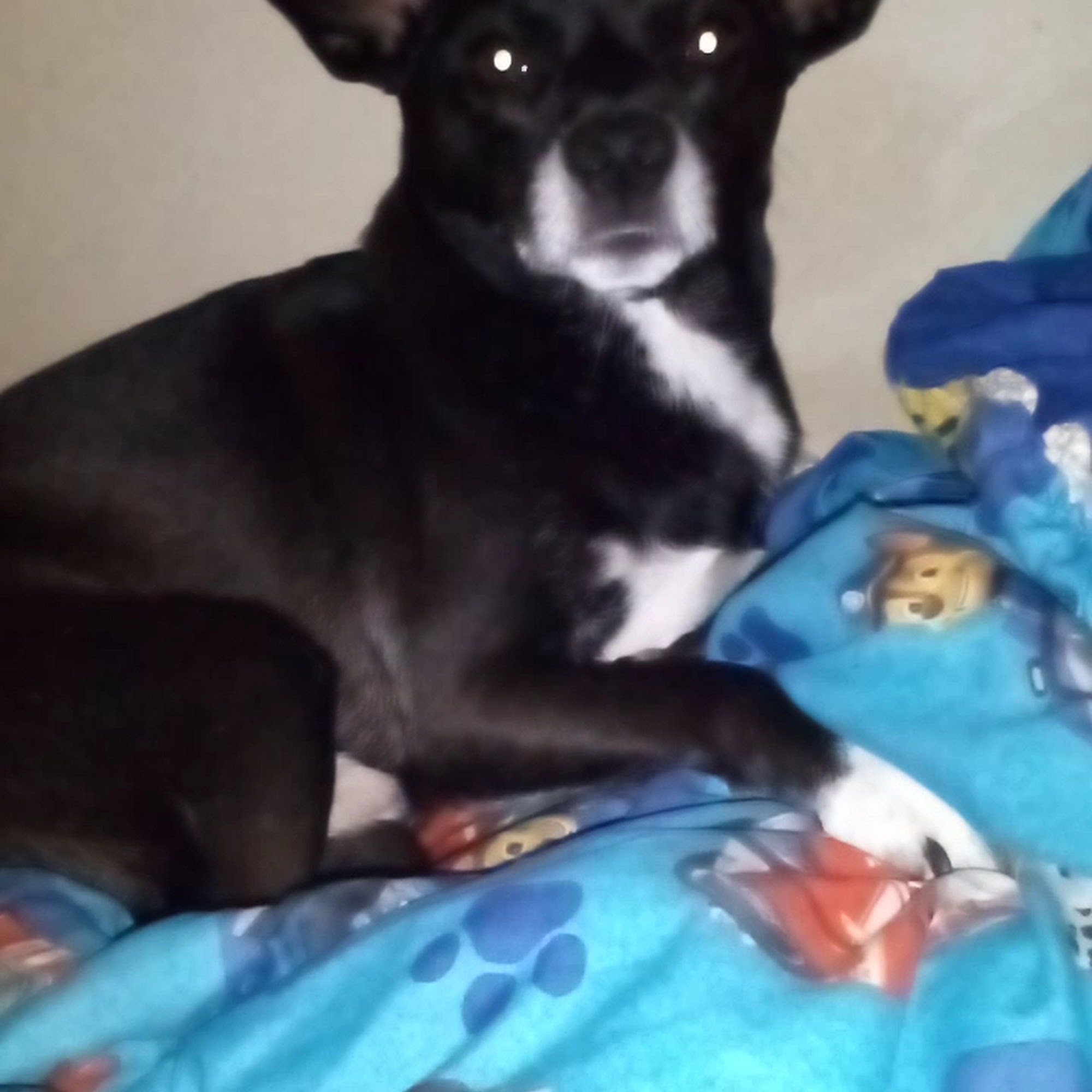 Elizabethton Veterinary Clinic Elizabethton