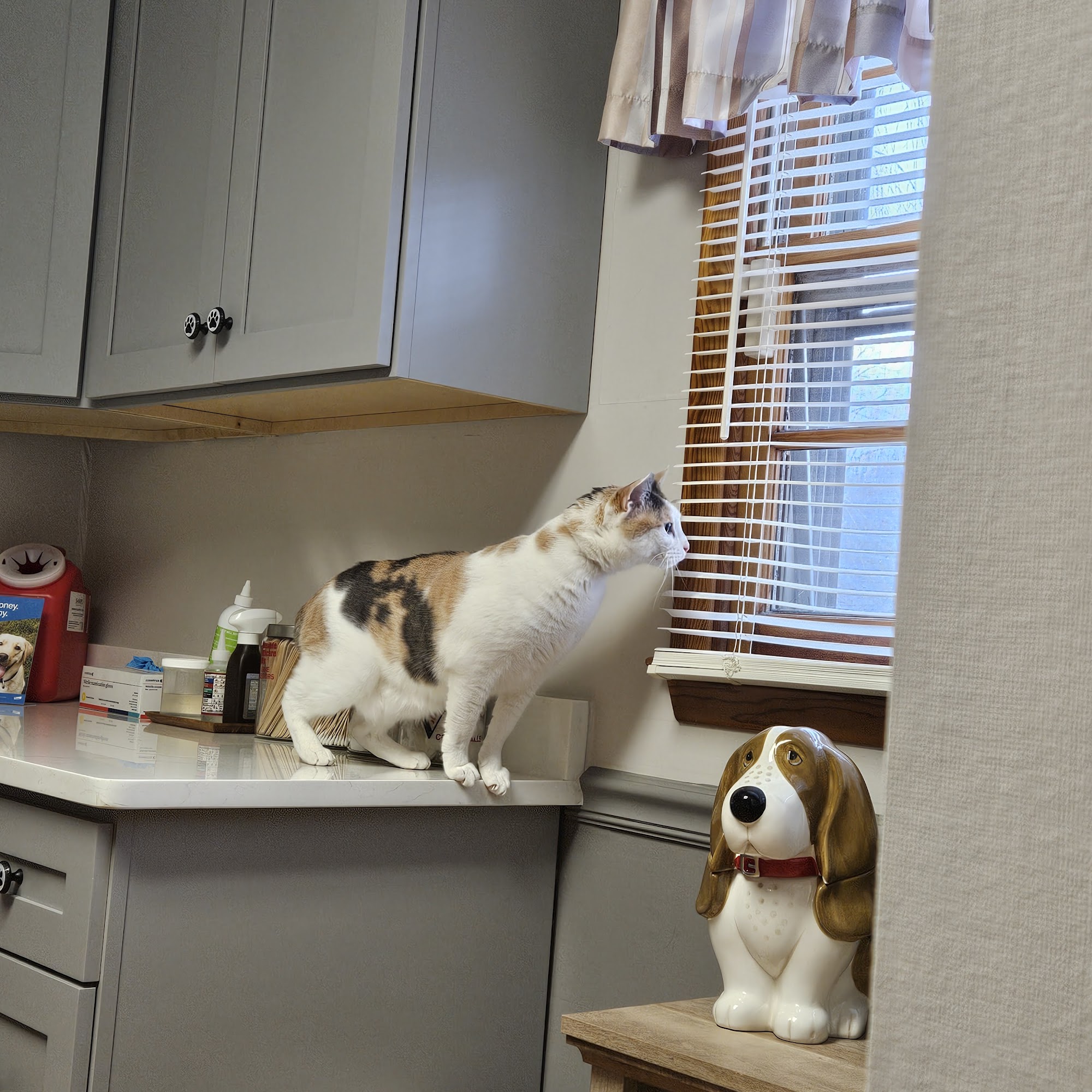 Unicoi Animal Hospital Erwin