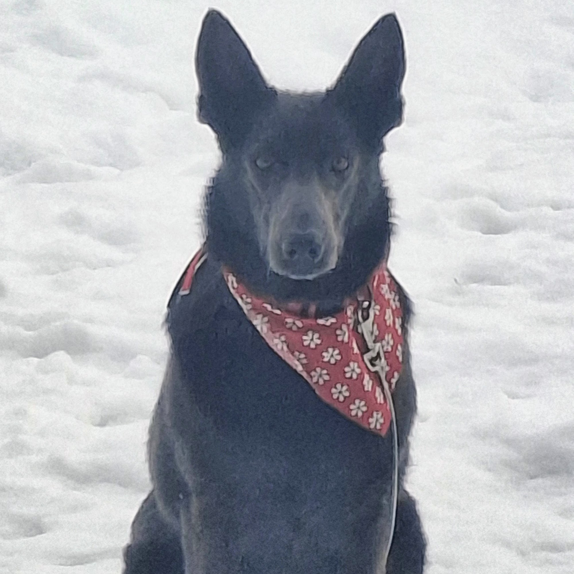 Mecca Pike Animal Hospital Etowah