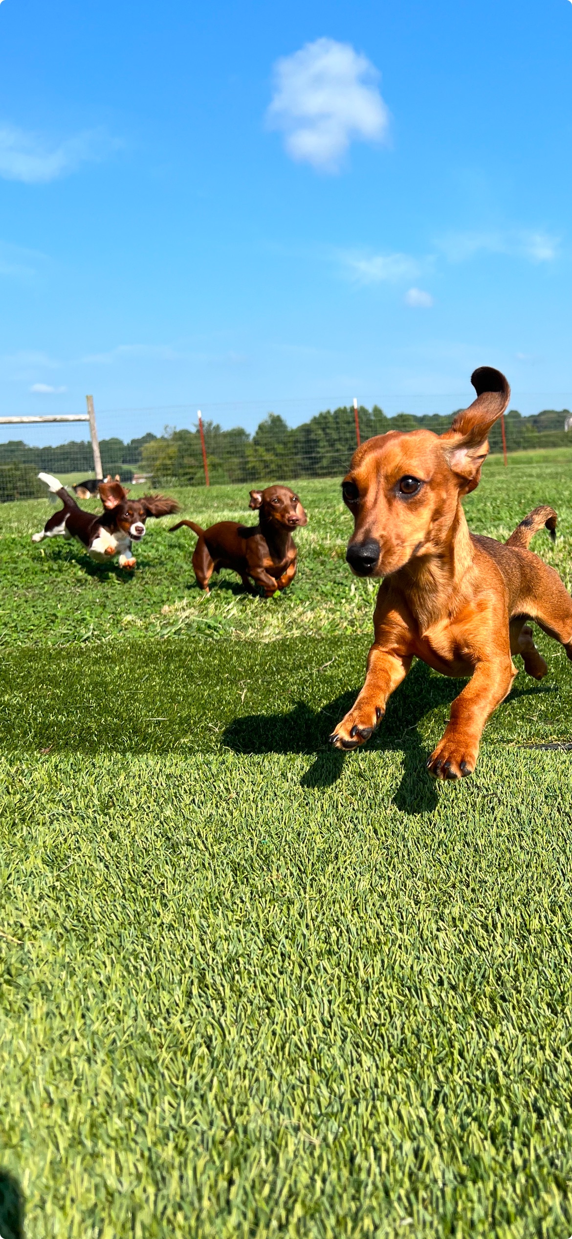Apollo Kennels Etowah