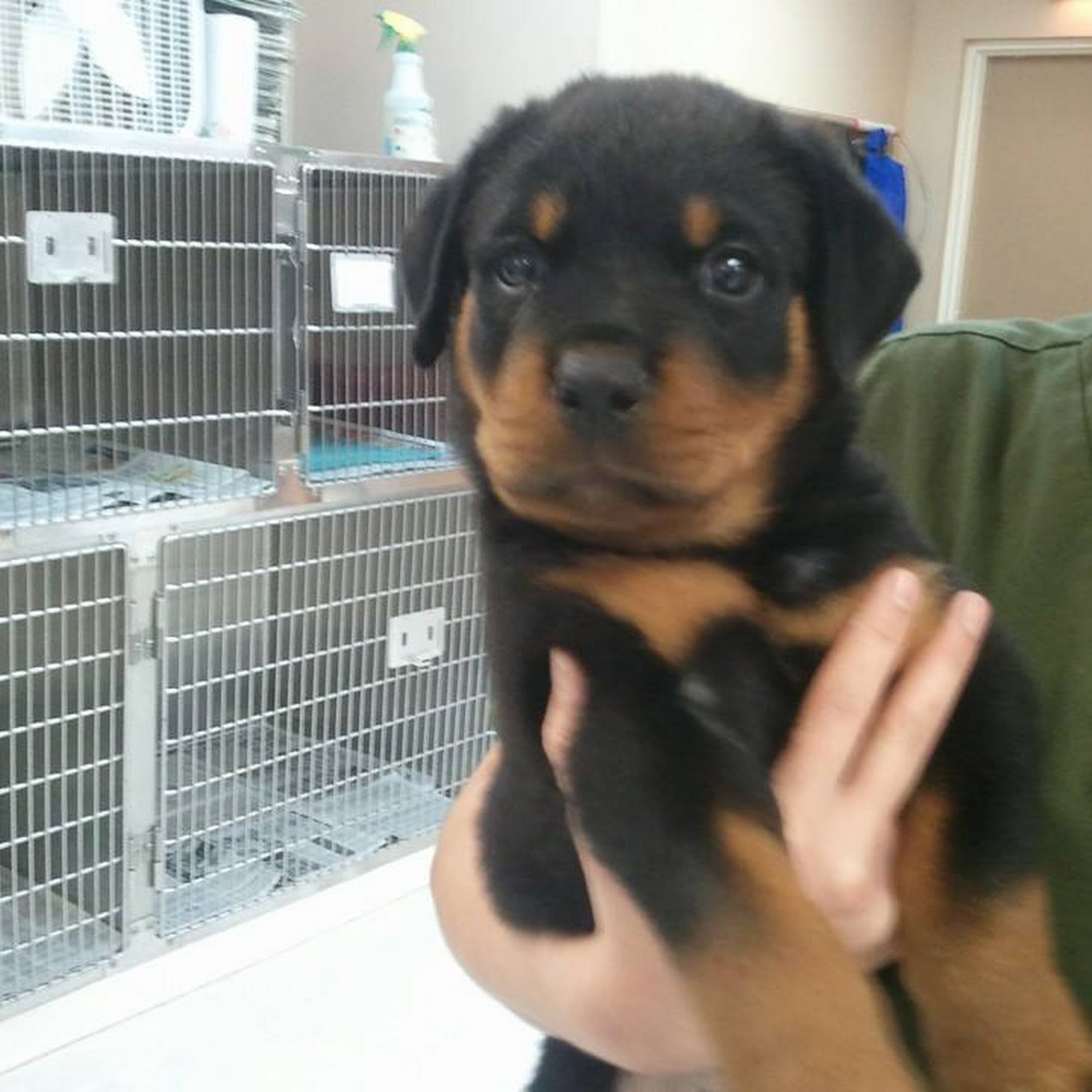 White Oak Animal Hospital - Clinic & Holistic Telemedicine Fairview