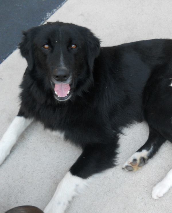 White Oak Animal Hospital - Clinic & Holistic Telemedicine Fairview