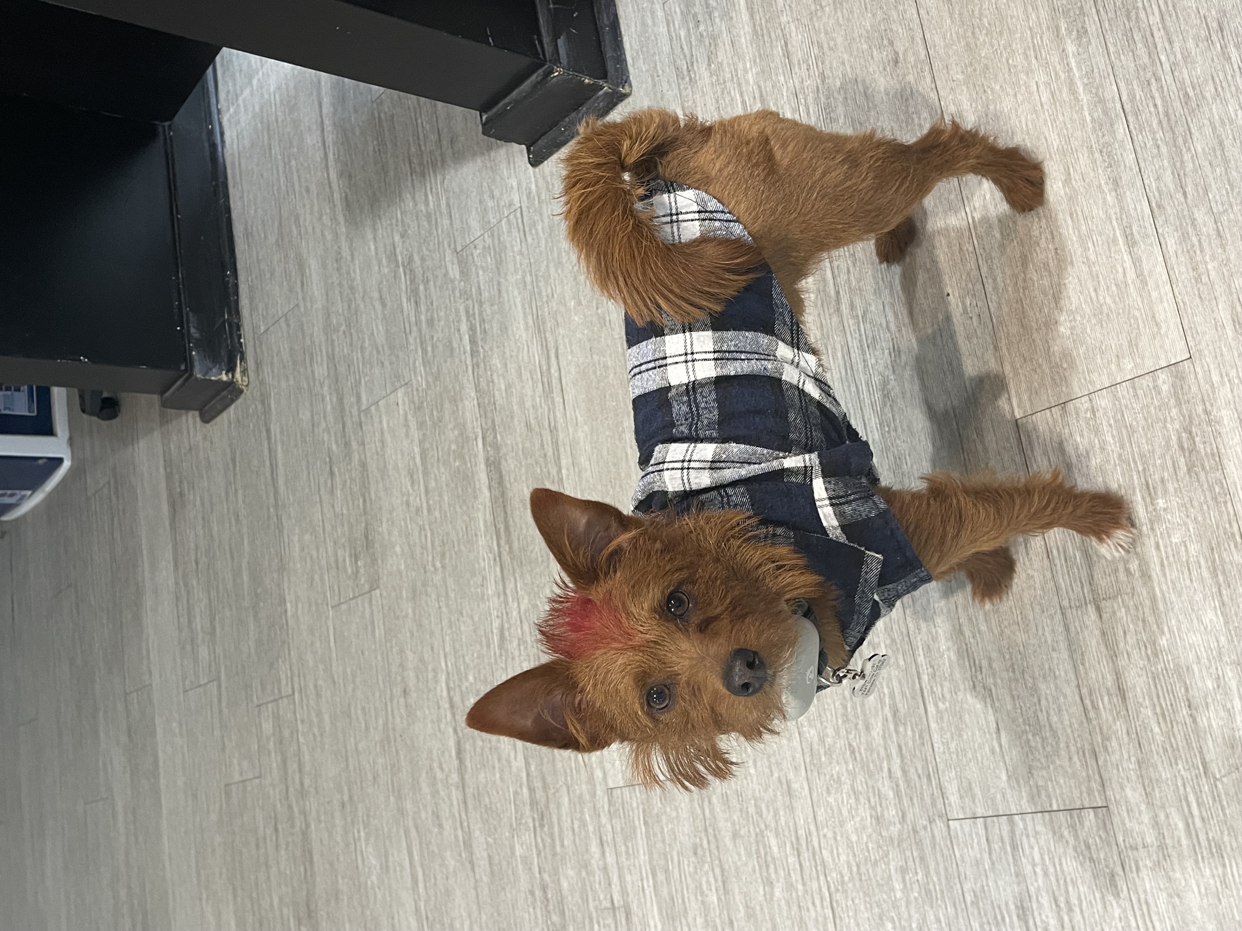 You Heavenly Dog Fairview