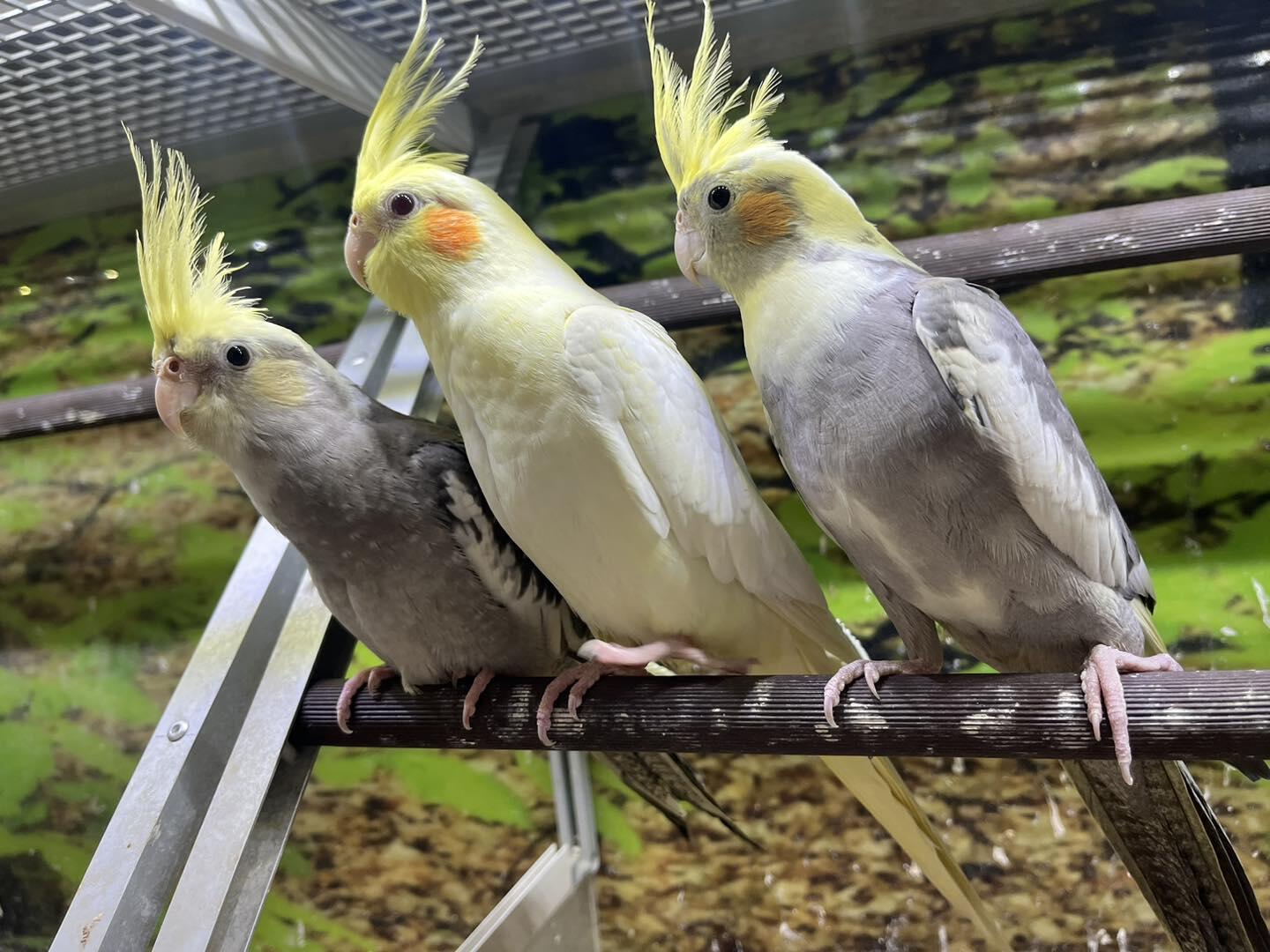 Ricki's Pet Depot Farragut