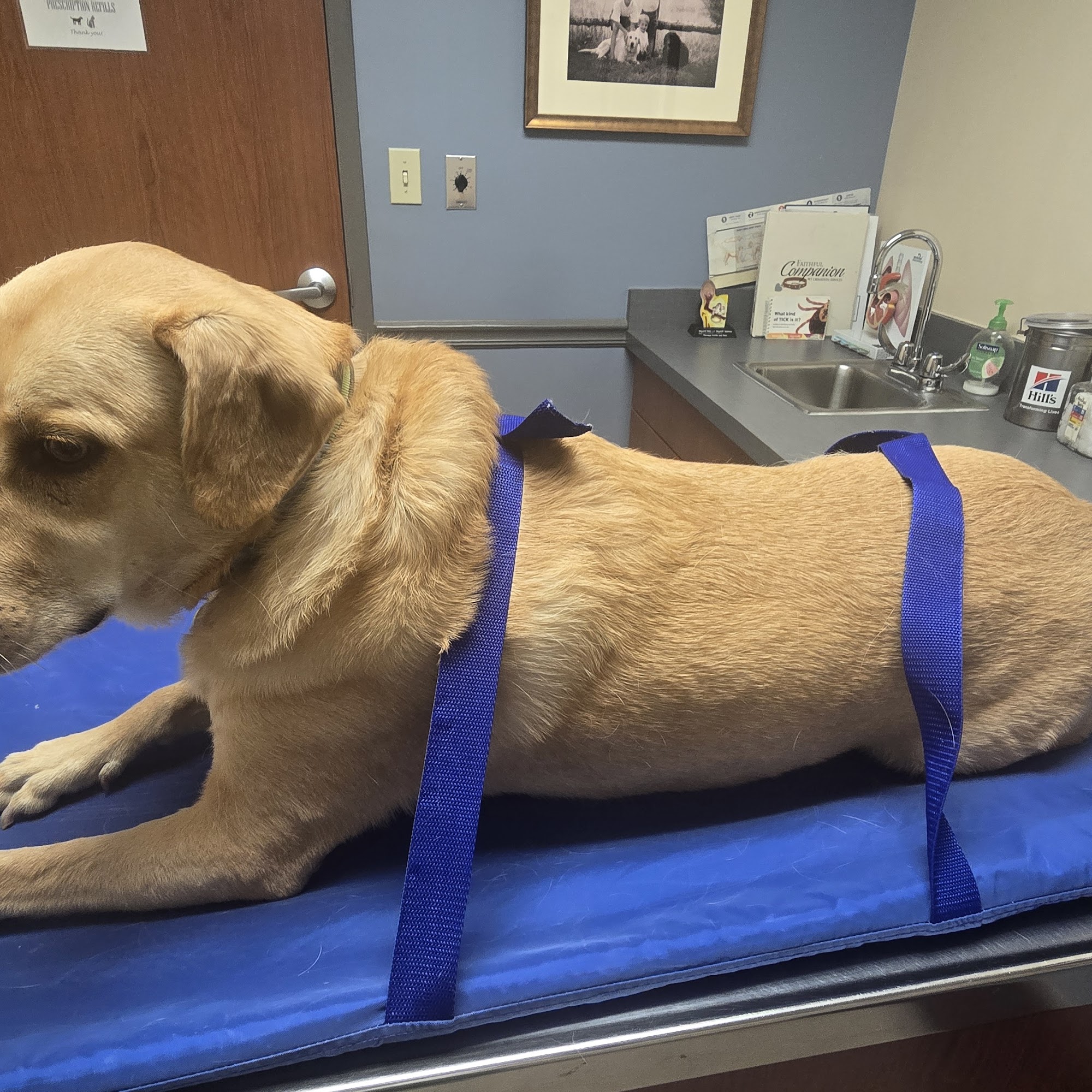 Williamson County Animal Hospital: Reynolds Forrest W DVM Franklin