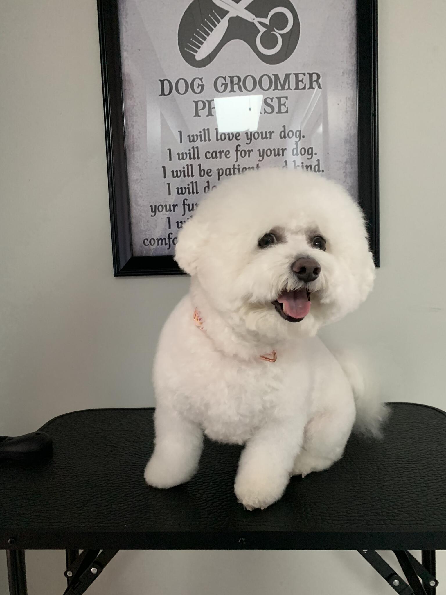 4 the love of Paws, your Dirty Dog Rescue Franklin