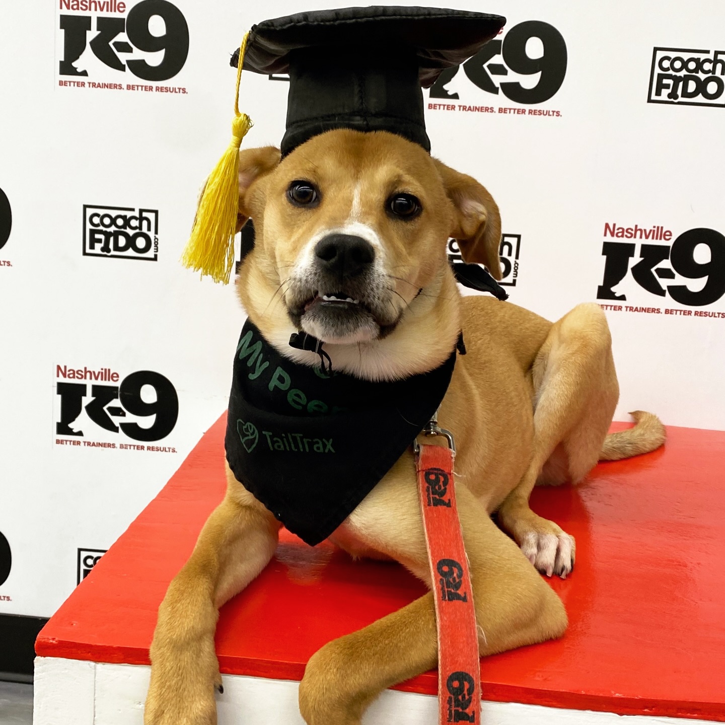 Nashville K-9 Franklin