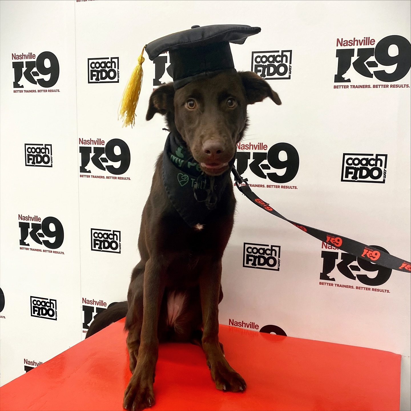 Nashville K-9 Franklin