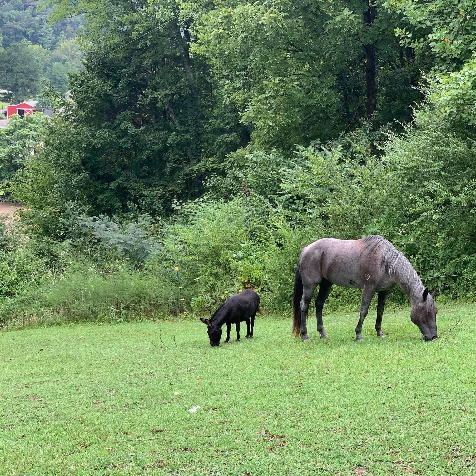 No Worries Pet & Farm Sitting Franklin