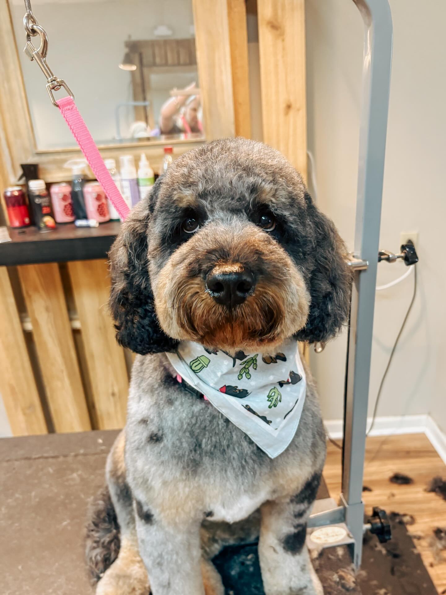 Dapper Dog Grooming Co Franklin