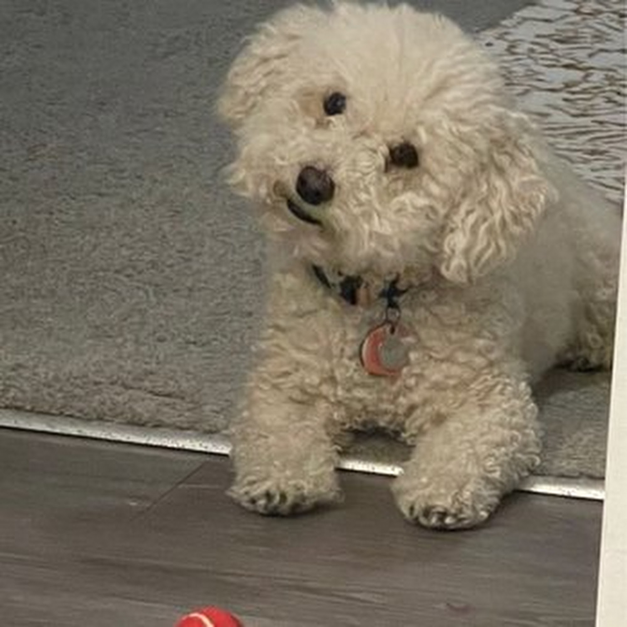 Dapper Dog Grooming Co Franklin