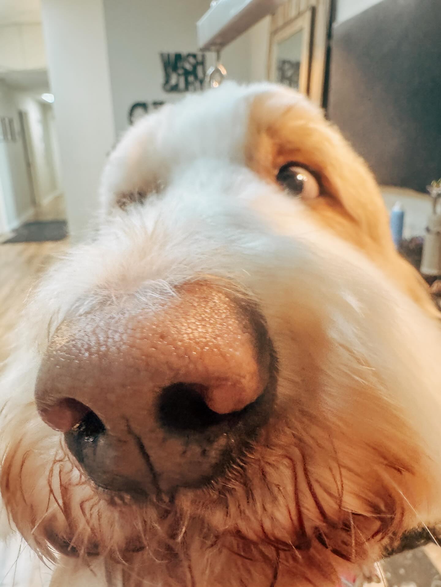 Dapper Dog Grooming Co Franklin