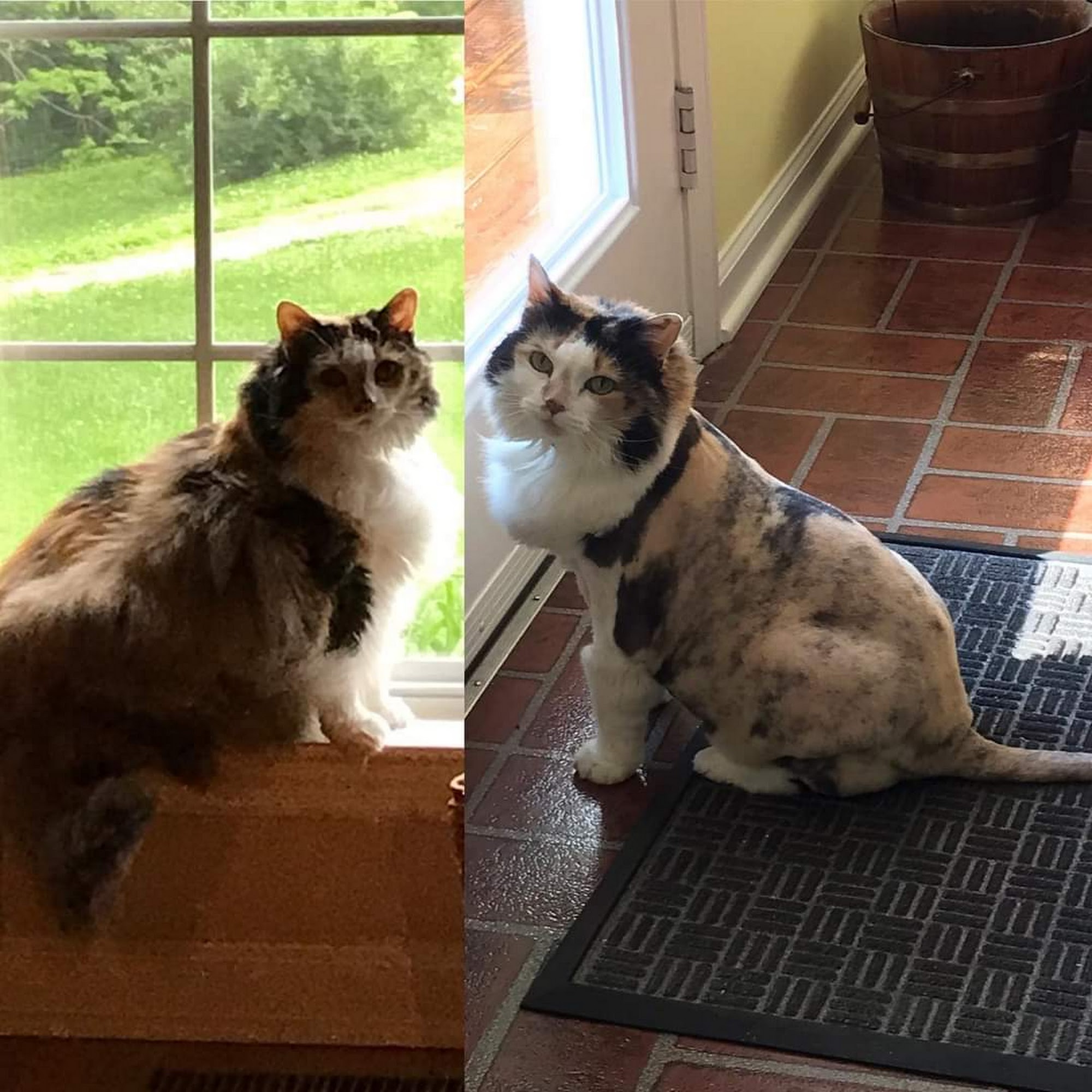 Sarge Pet Grooming Franklin