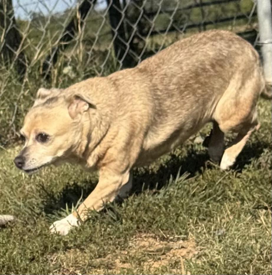 Pup Tent Friendsville