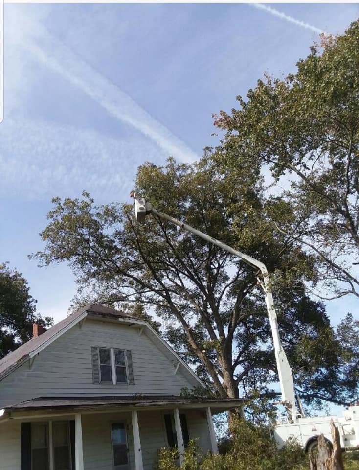 Kelly's tree service