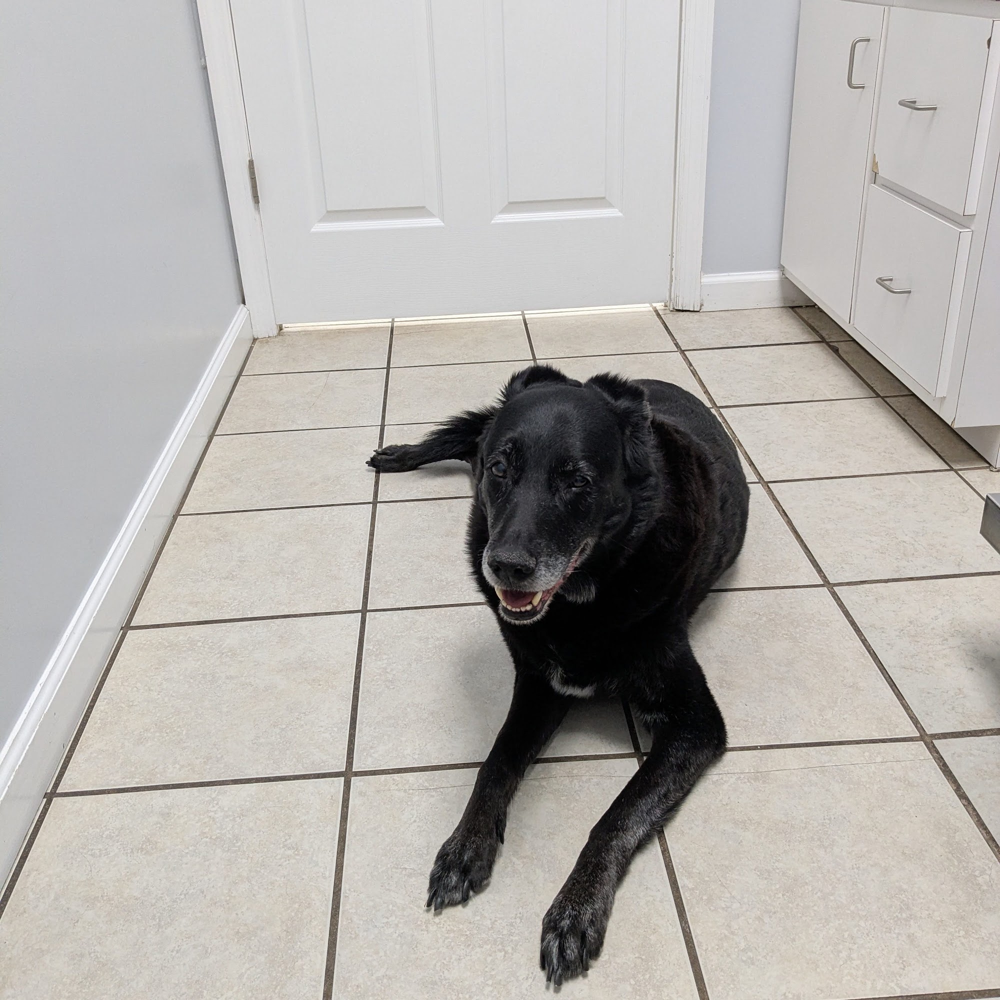 Gallatin Animal Hospital PLLC Gallatin