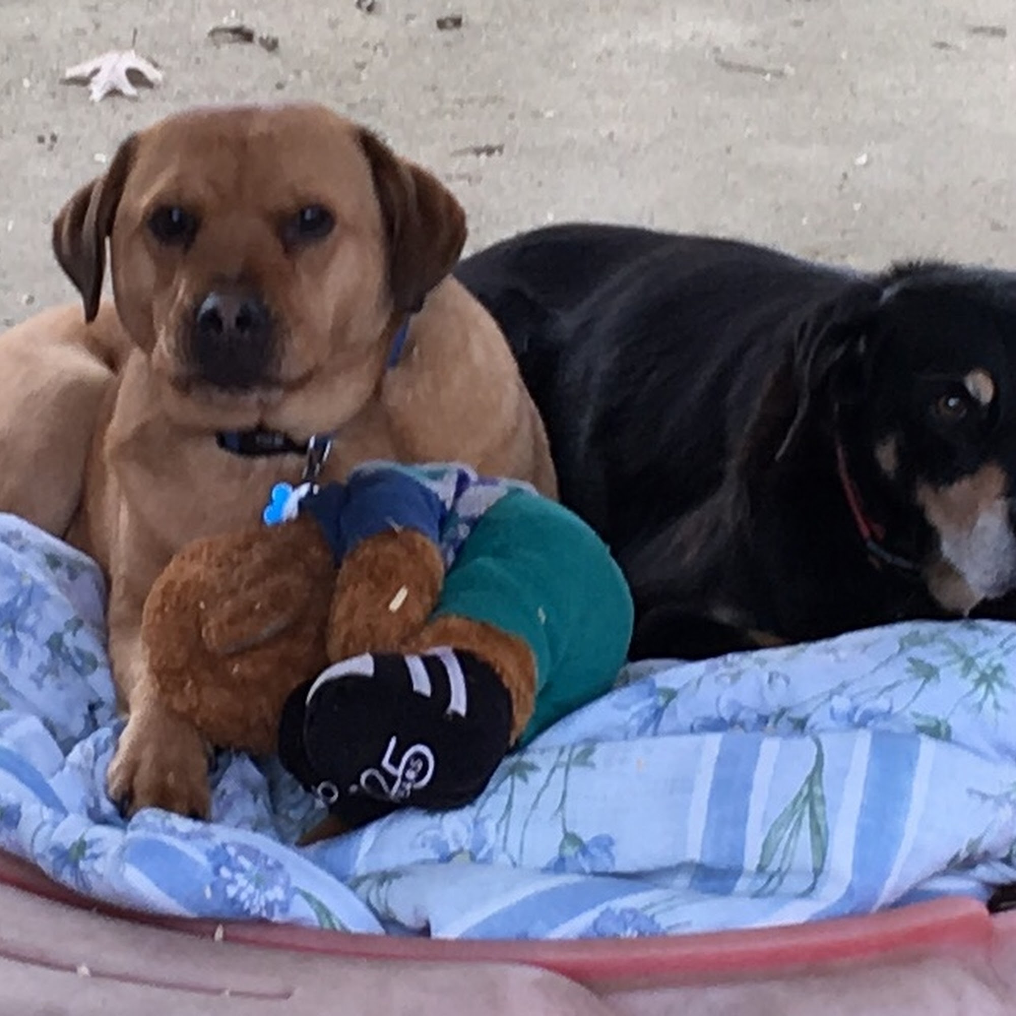 Grassland Animal Clinic Gallatin